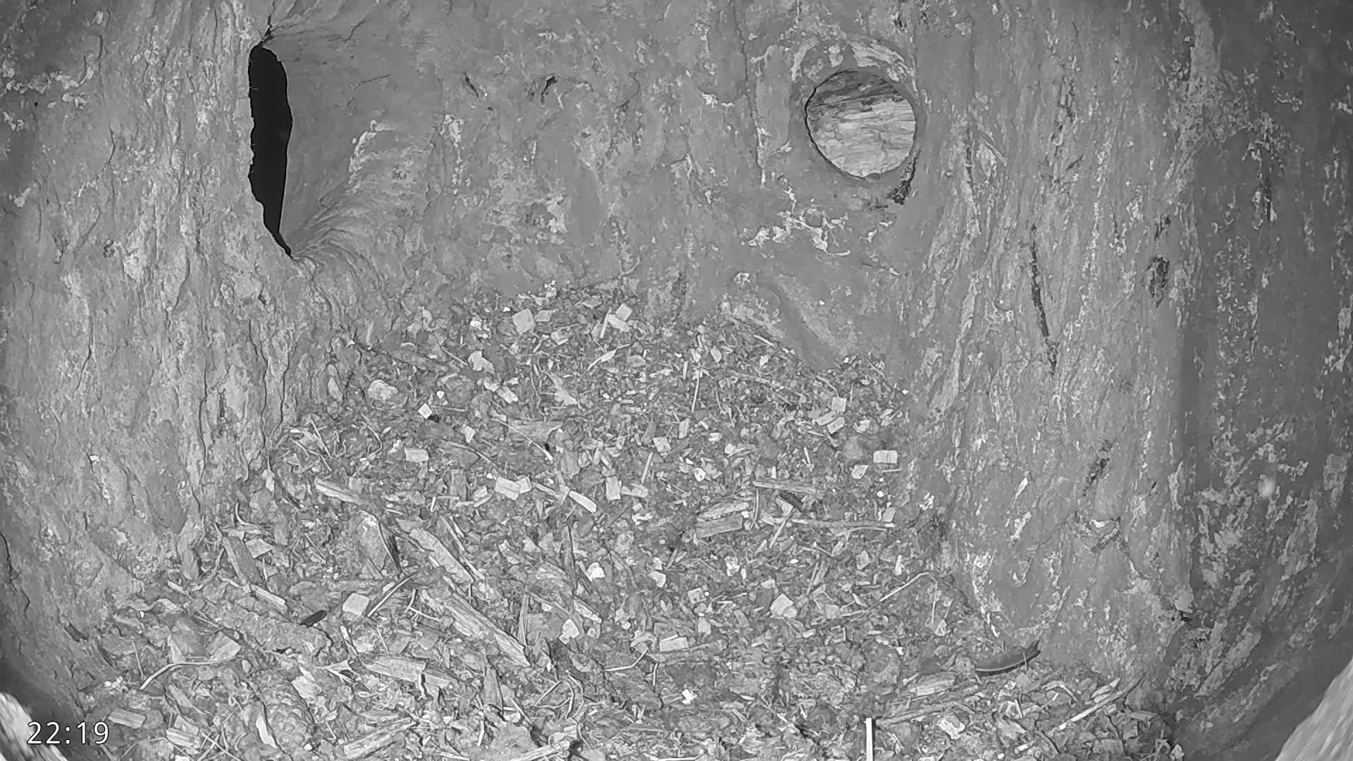 A grayscale image shows the interior of a tree hollow filled with wood debris, featuring two openings in the tree's trunk.