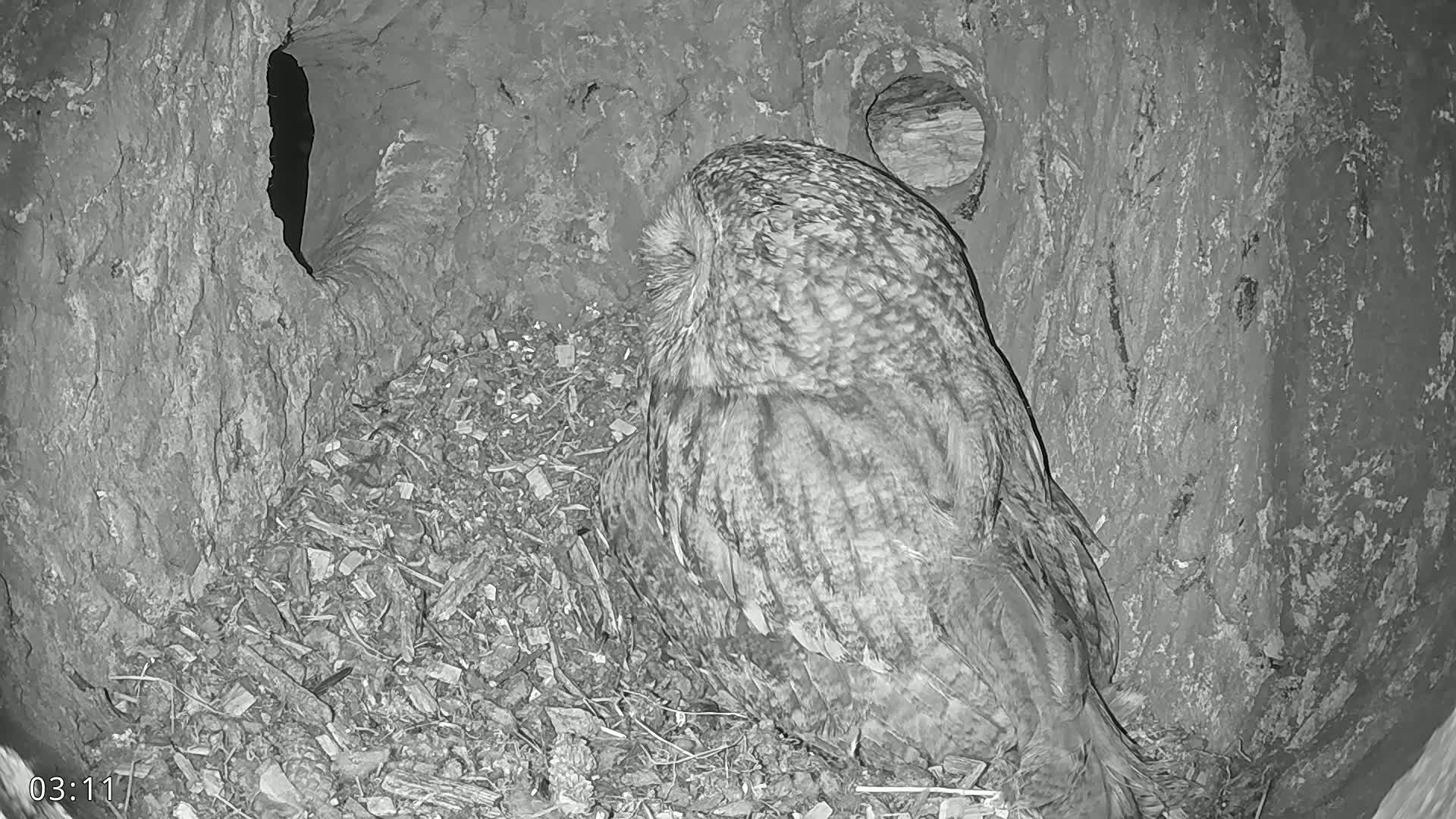 A great grey owl sits nestled in a tree hollow filled with wood debris at night.