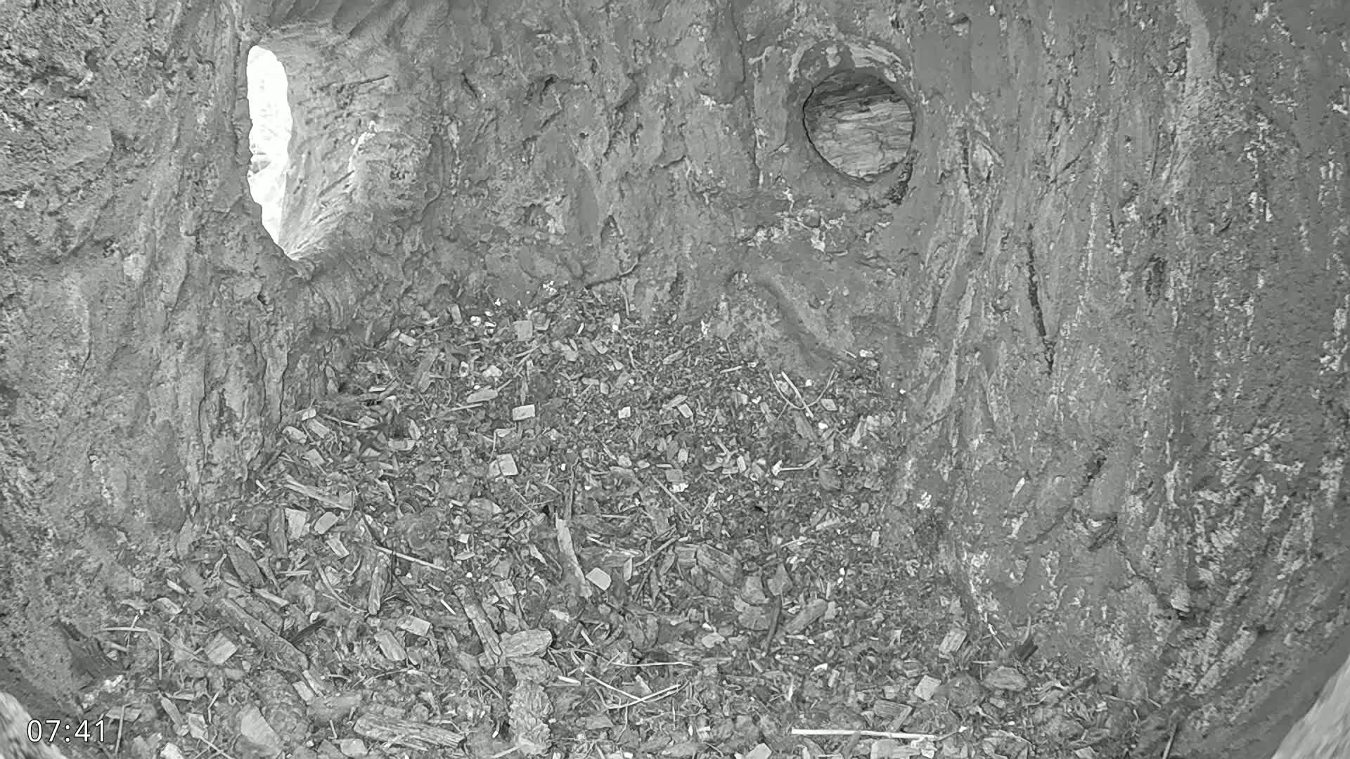 A grayscale image shows the interior of a dark, possibly earthen cavity containing wood chips and debris, with a small, bright opening visible in the upper left corner and another hole in the upper right.