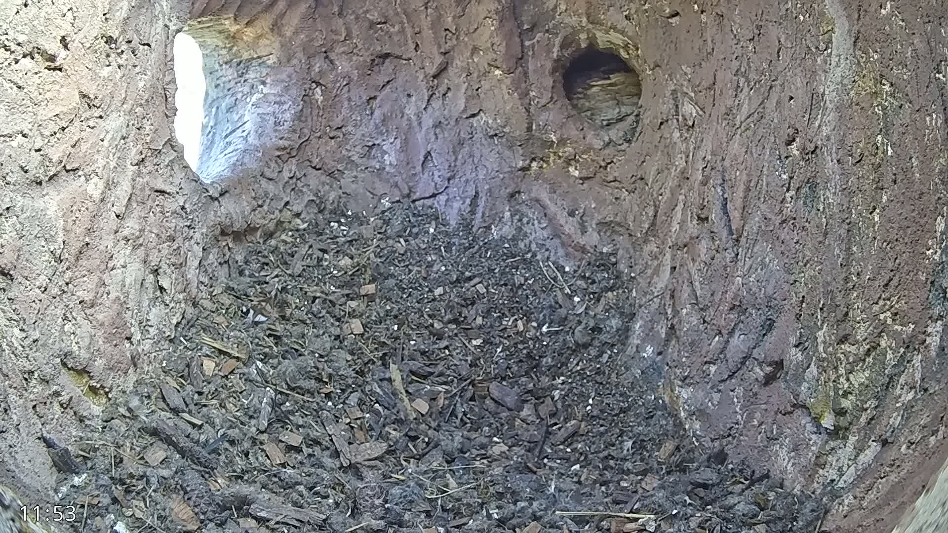 The interior of a dark, rough-textured cavity, possibly a tree trunk or similar structure, is filled with loose dirt and wood debris; a small opening reveals bright light from outside.