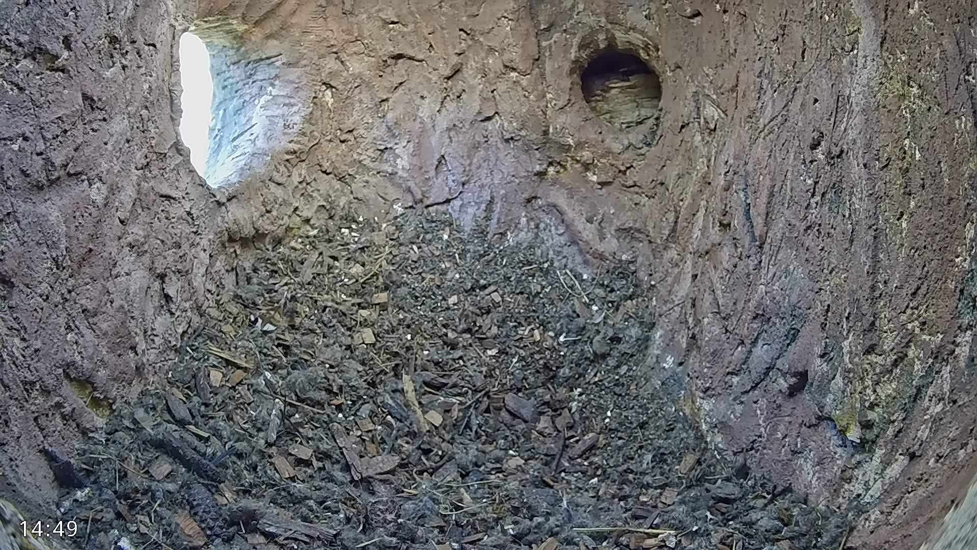 The interior of a dark, earthy cavity shows a pile of dark brown debris and two openings revealing a brightly lit exterior.