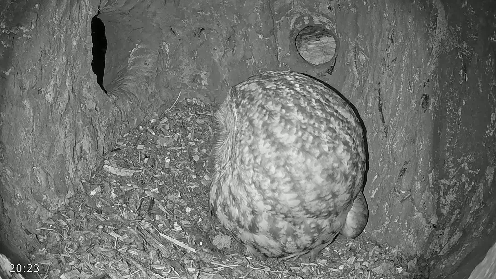 The rear of a speckled owl is nestled in a dark, earthy cavity within a tree trunk.