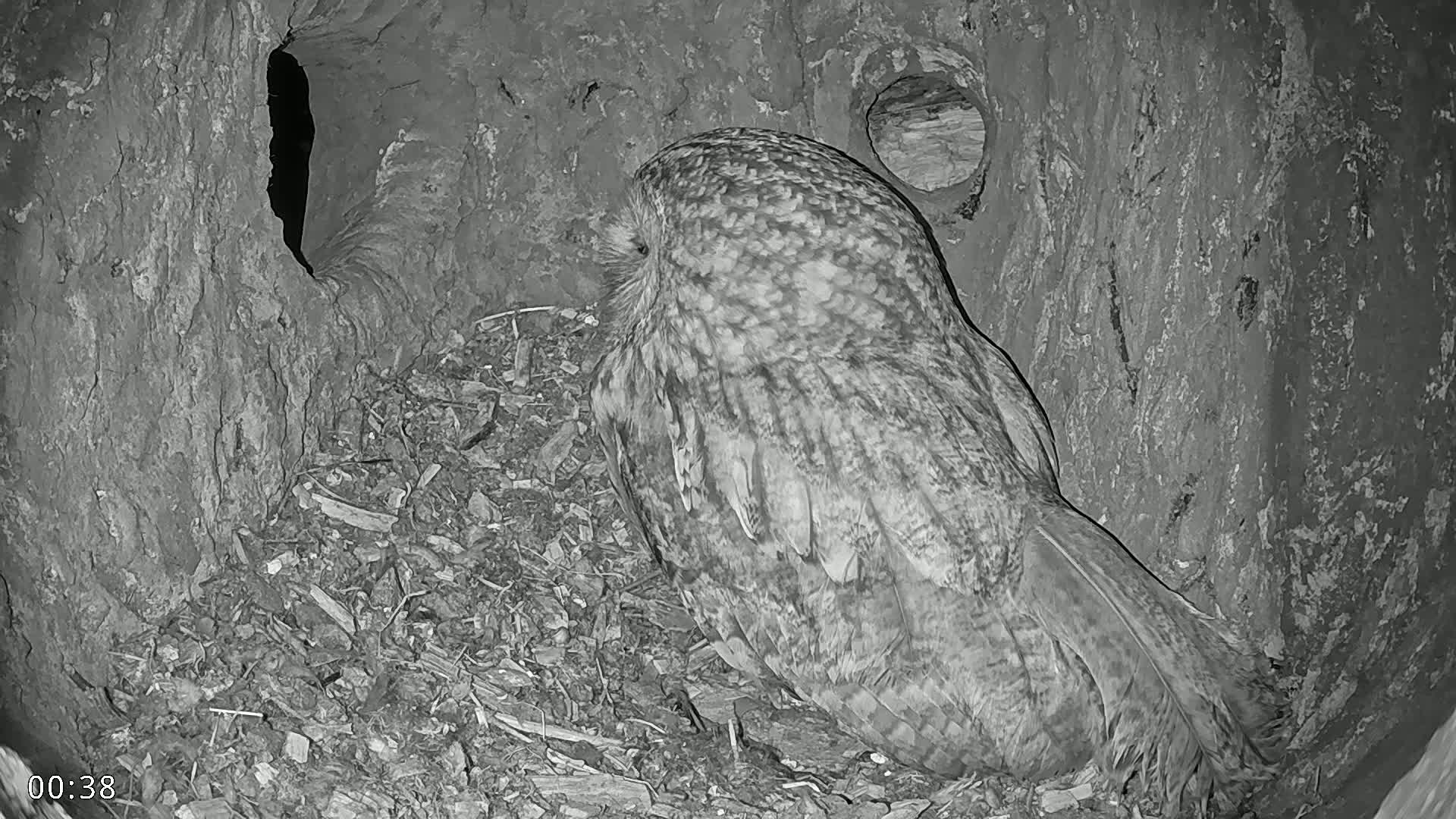 A large owl sits in a dark, tree-hollow nest, surrounded by wood shavings.