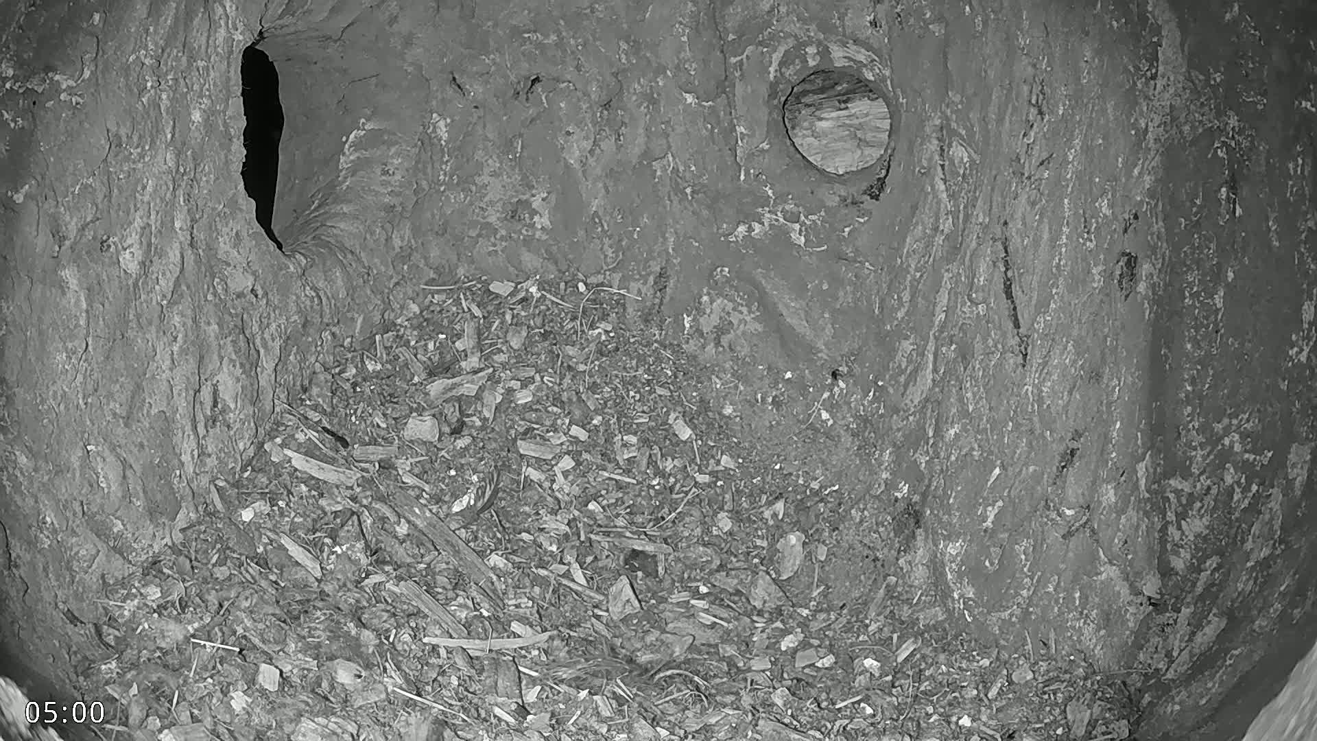 A grayscale image shows the inside of a hollow tree trunk, filled with wood debris and containing two visible openings.