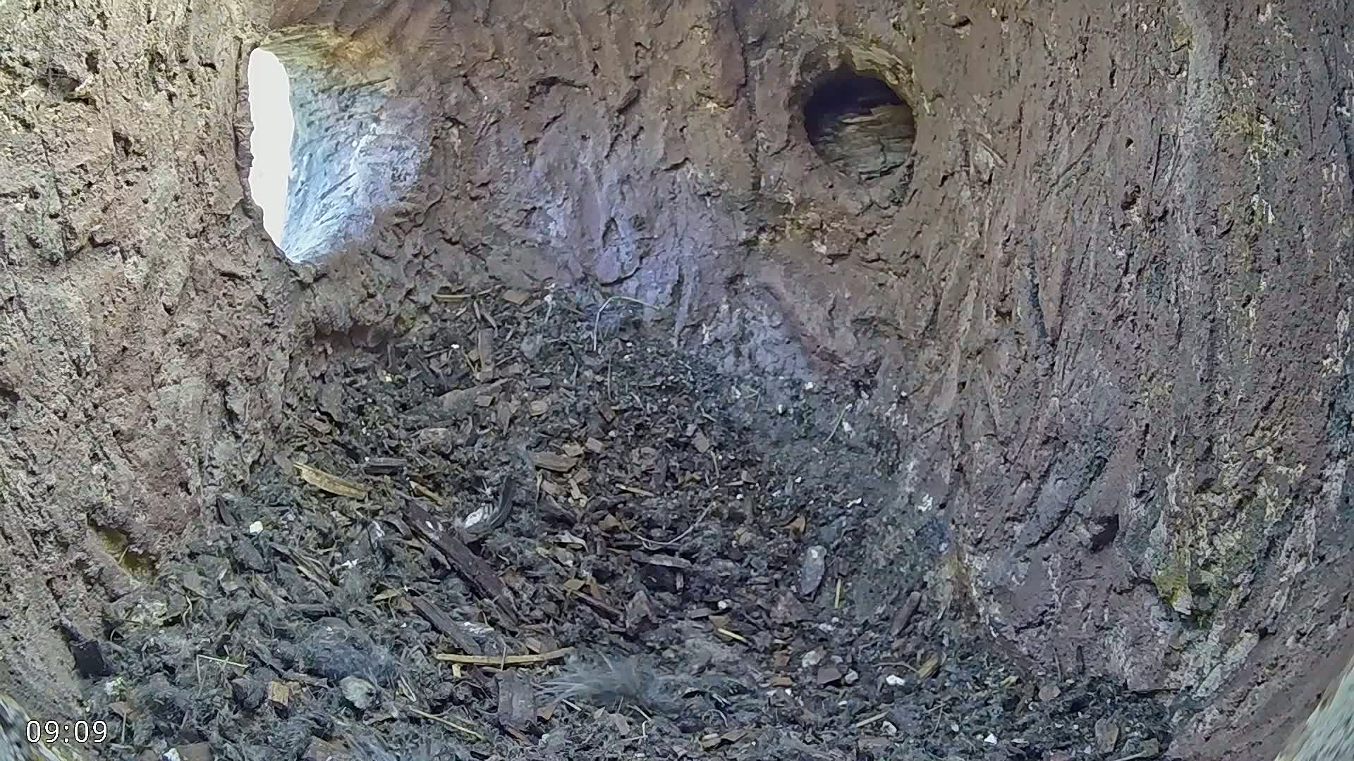 The inside of a hollow tree trunk shows a dark, debris-filled cavity with a small hole and a bright patch of daylight visible through a crack.