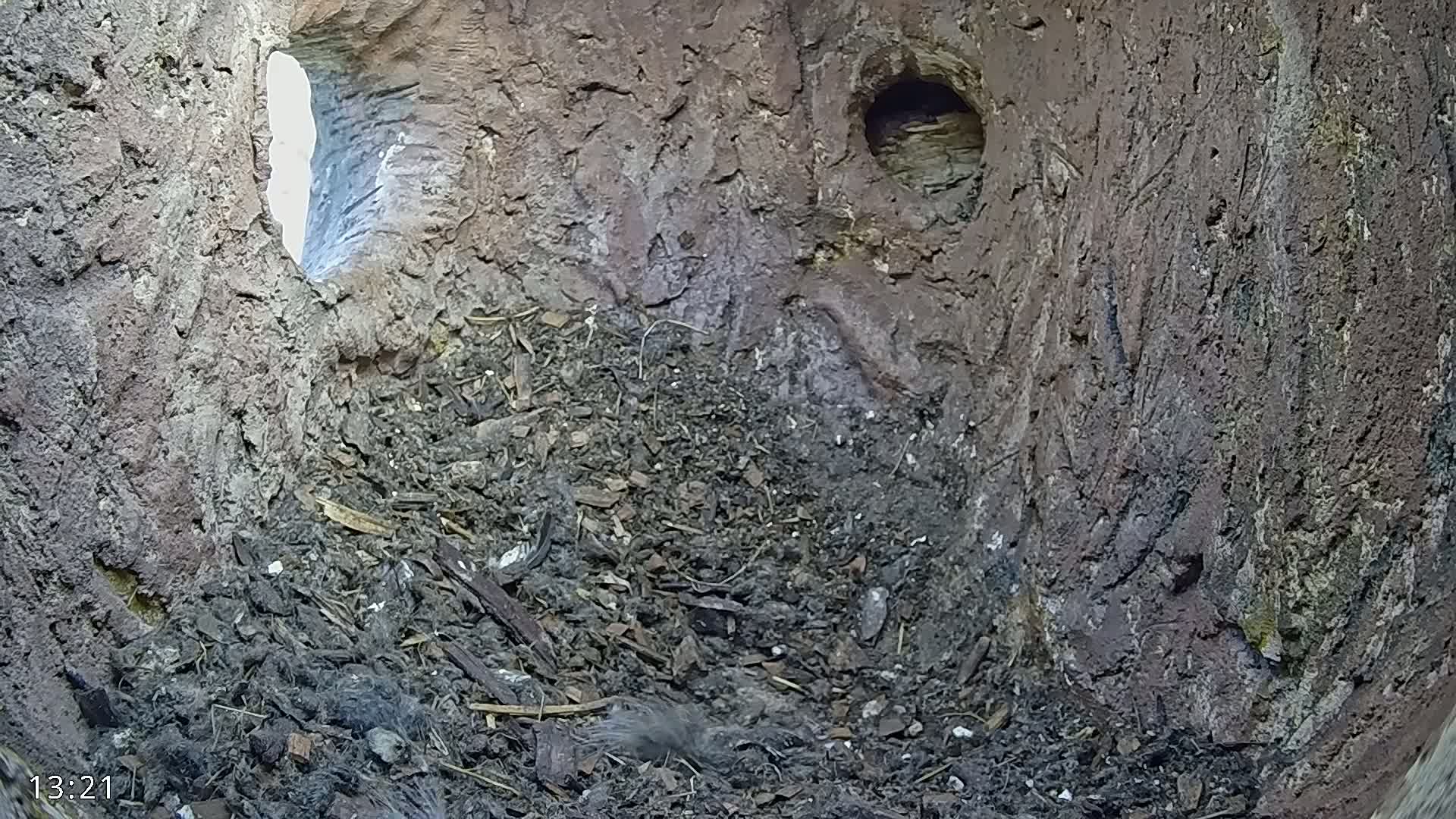 A dark, earthy interior space, possibly a hollowed-out tree or a similar structure, contains debris and a small animal.