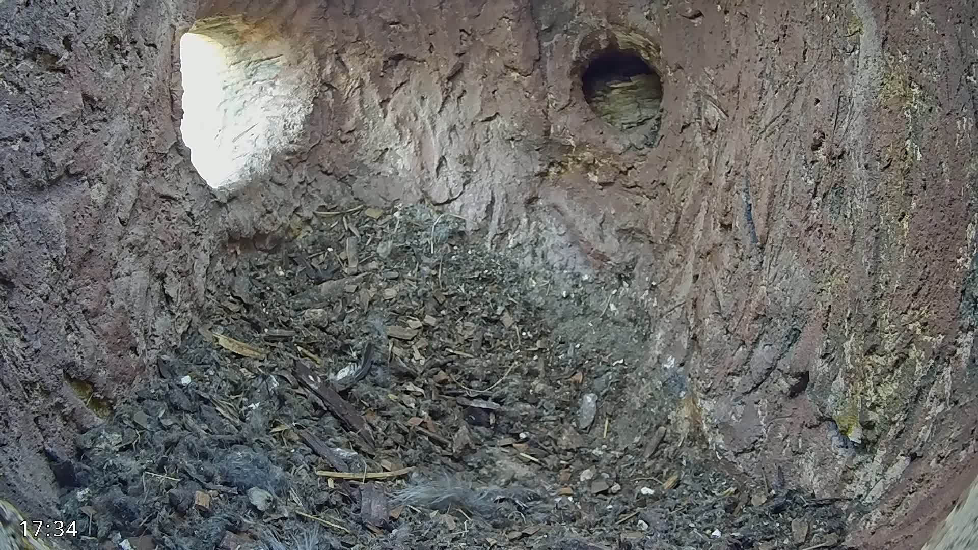 The interior of a dark, earthy cavity shows a floor of dirt and debris, with a smaller hole and a shaft of daylight visible from another opening.