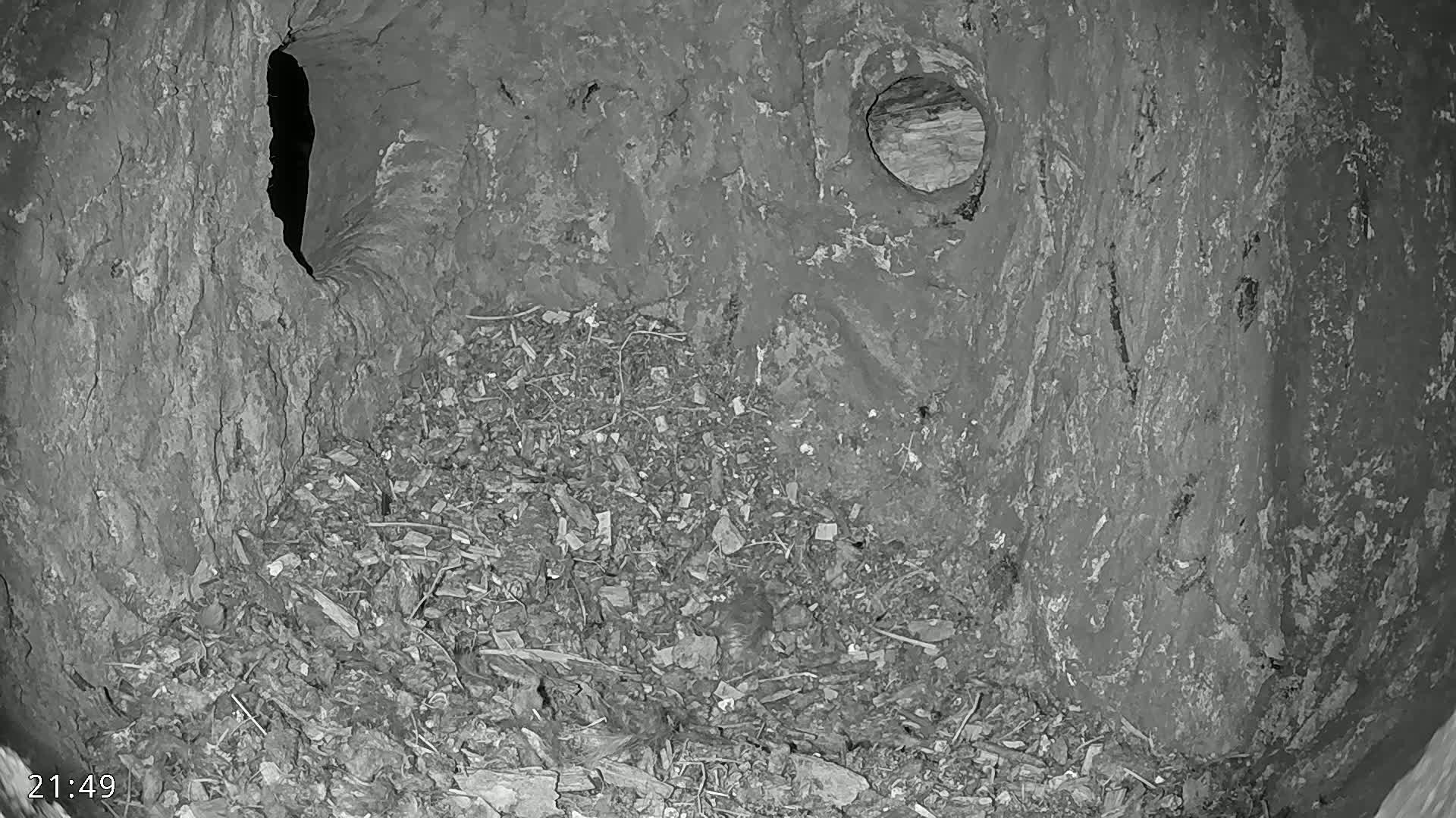 A grayscale image shows the interior of a hollow tree trunk filled with debris, featuring two openings of differing sizes.