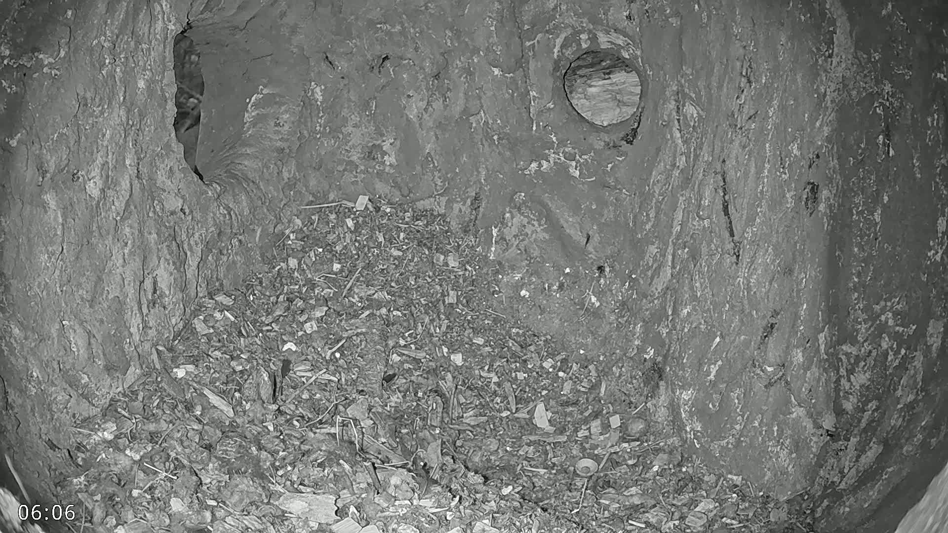 A dark, debris-filled cavity inside a tree trunk is shown, with a smaller hole visible higher up.
