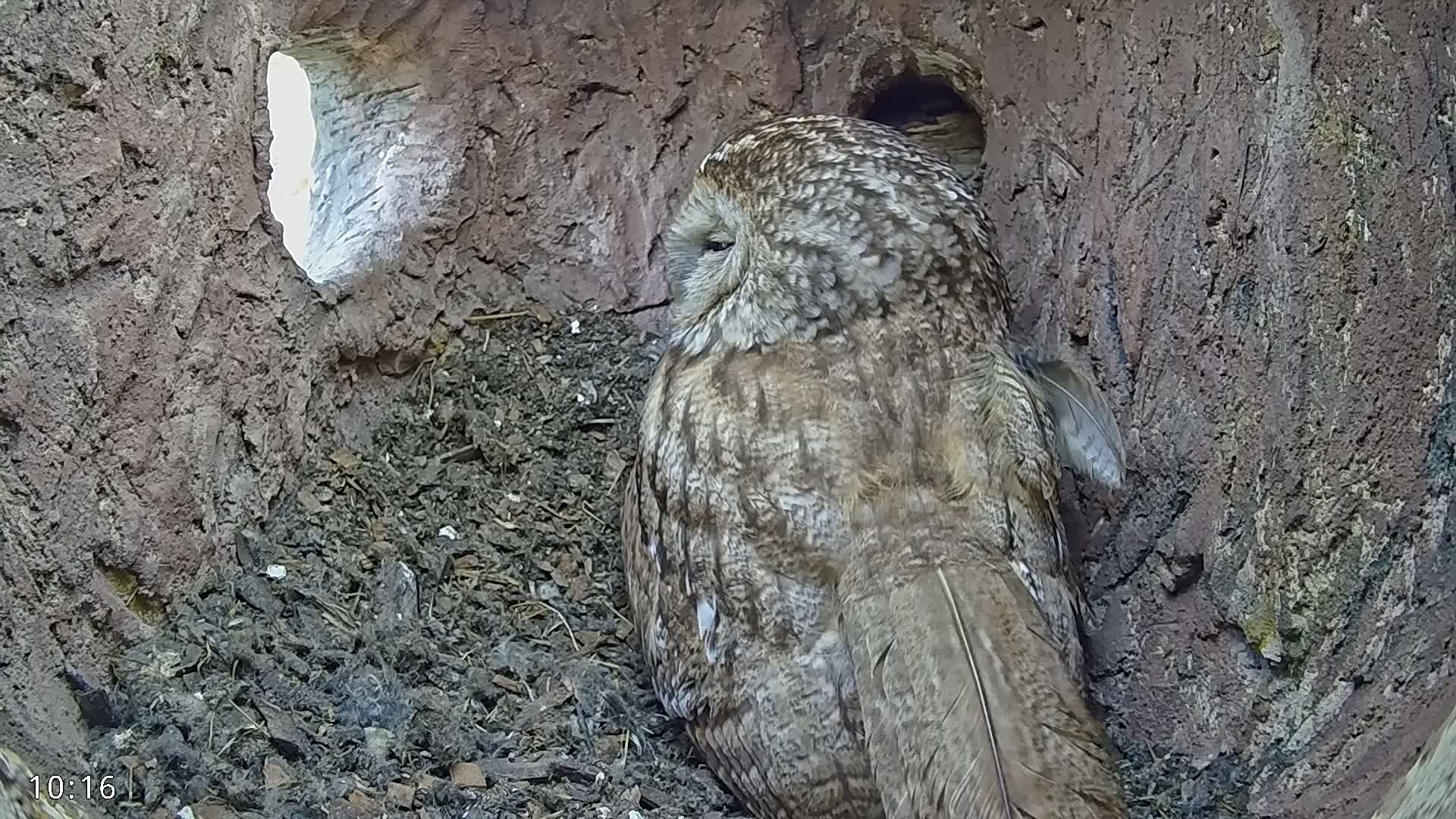 A brown and gray owl sits inside a dark tree hollow, partially obscured by the surrounding wood and dirt.