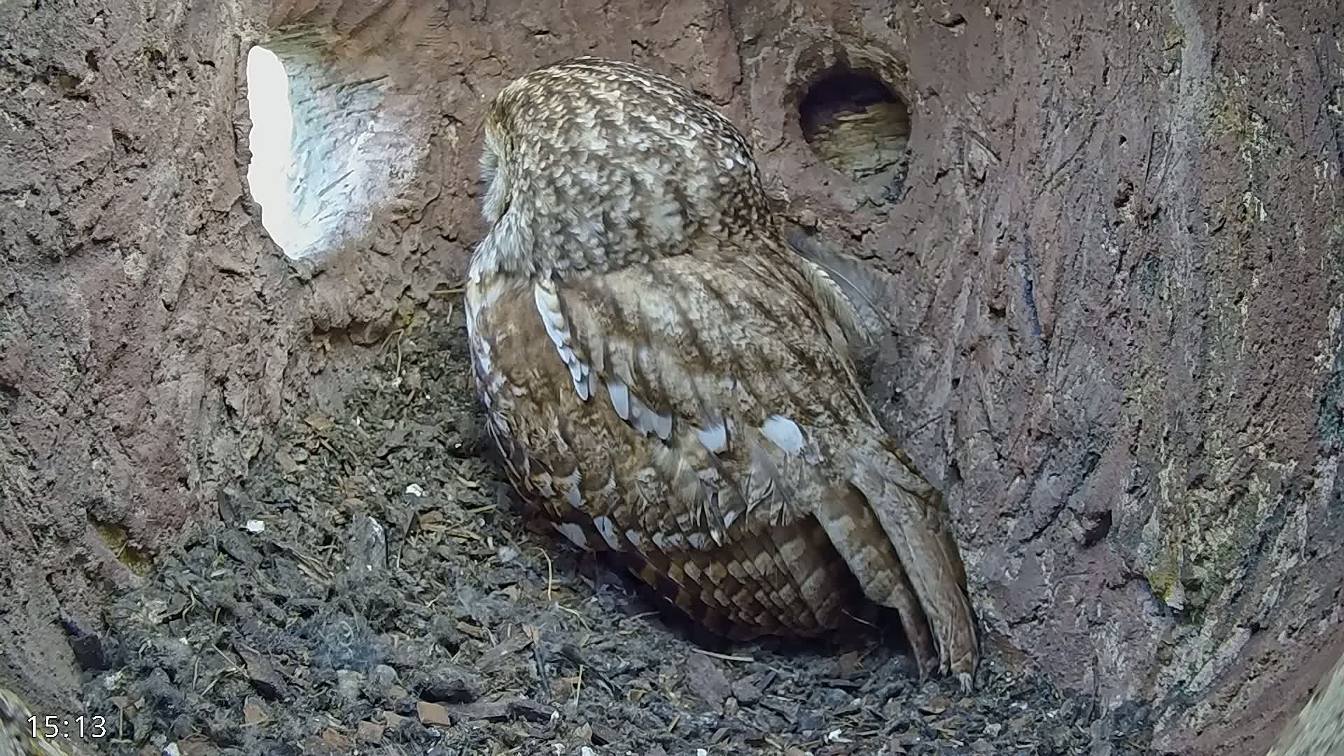 A tawny owl sits inside a tree cavity, its back to the camera, in what appears to be dim, natural light.