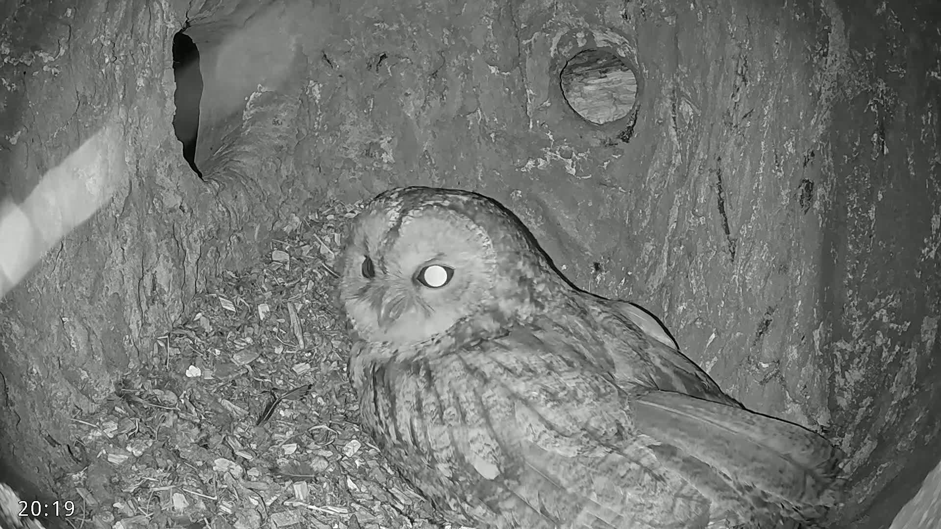 A tawny owl rests inside a tree hollow at night.