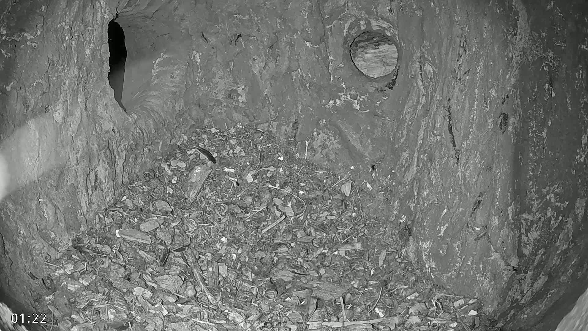 A dark, rough-textured cavity, possibly within a tree, contains wood chips and debris, and features a small, round hole and a larger, irregular opening.