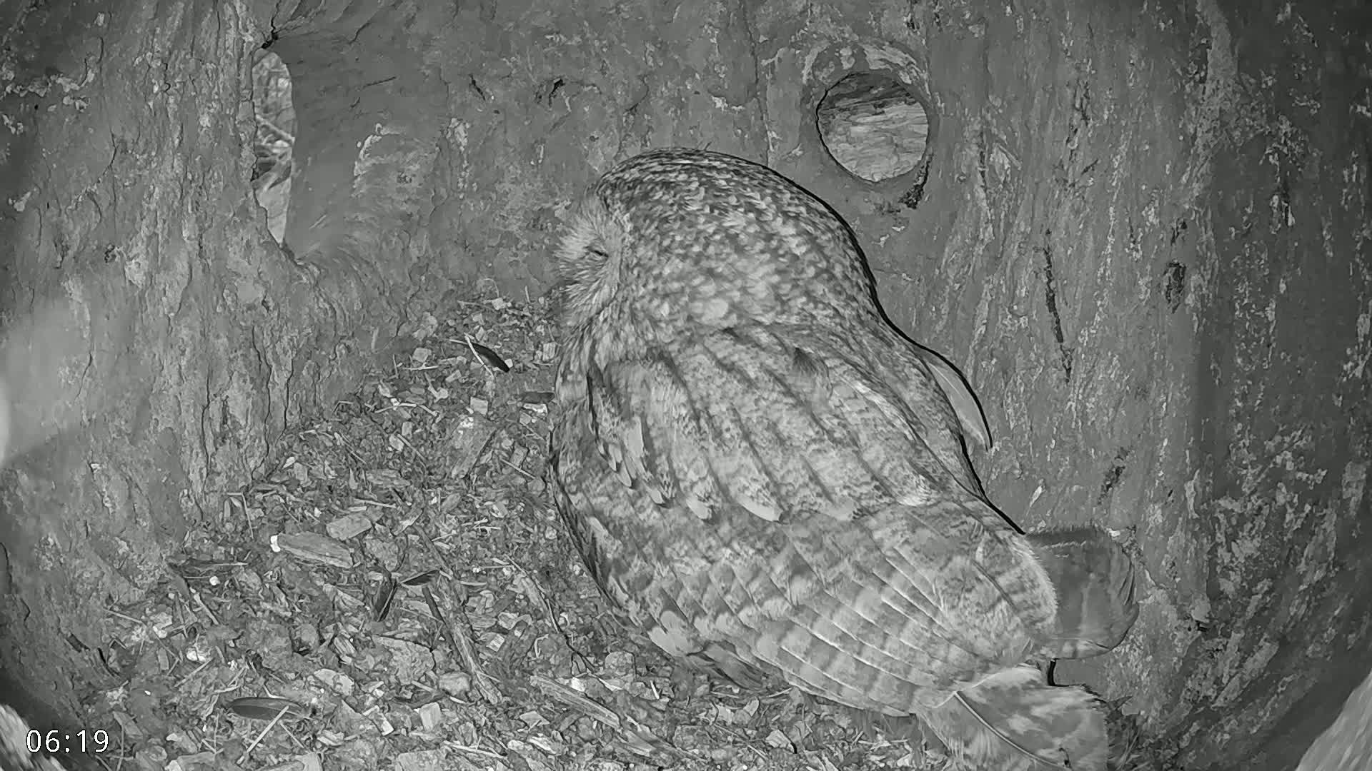 A gray owl sits nestled in a tree cavity at night.