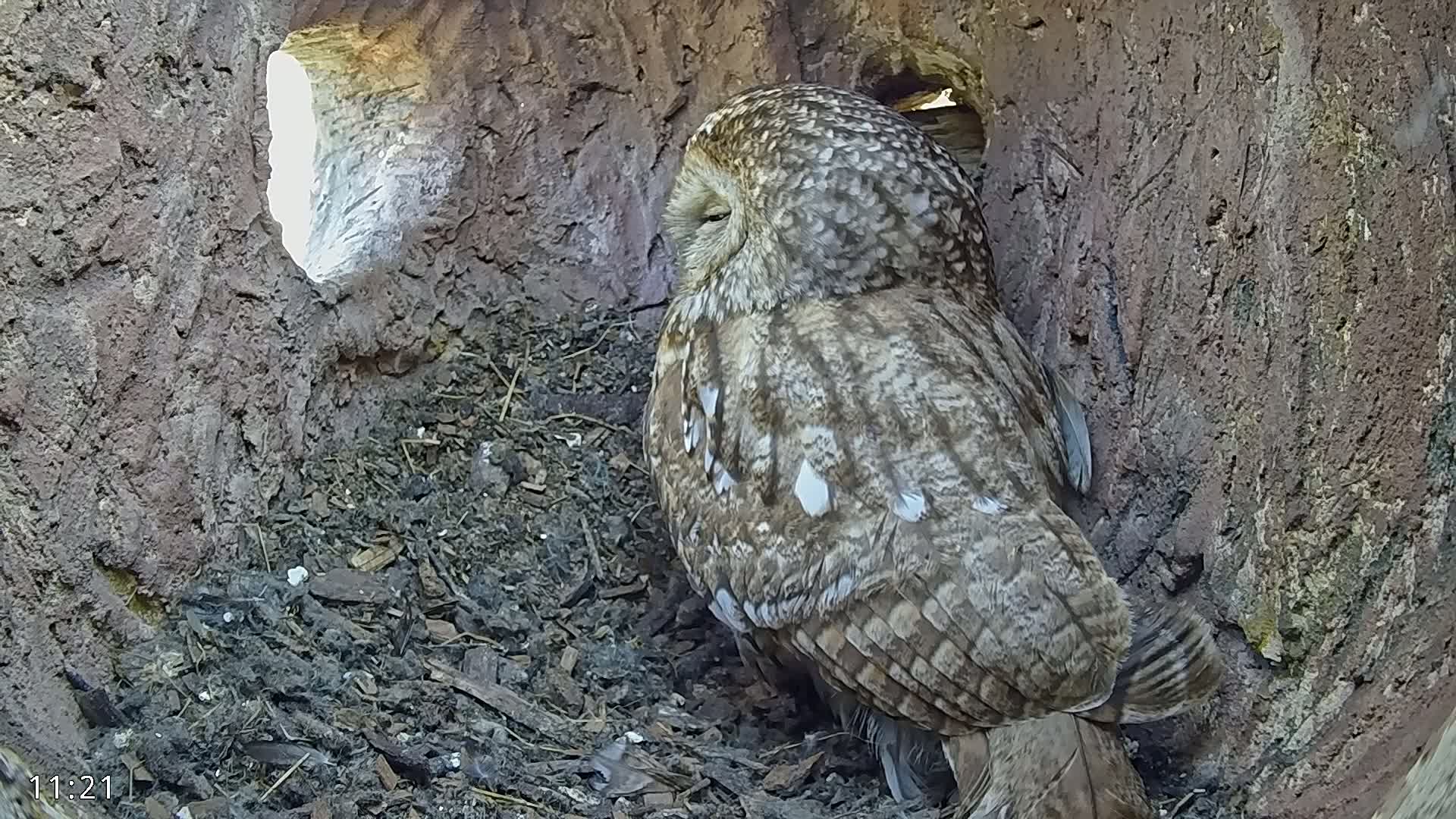 A tawny owl rests inside a tree hollow, partially obscured by the wood.