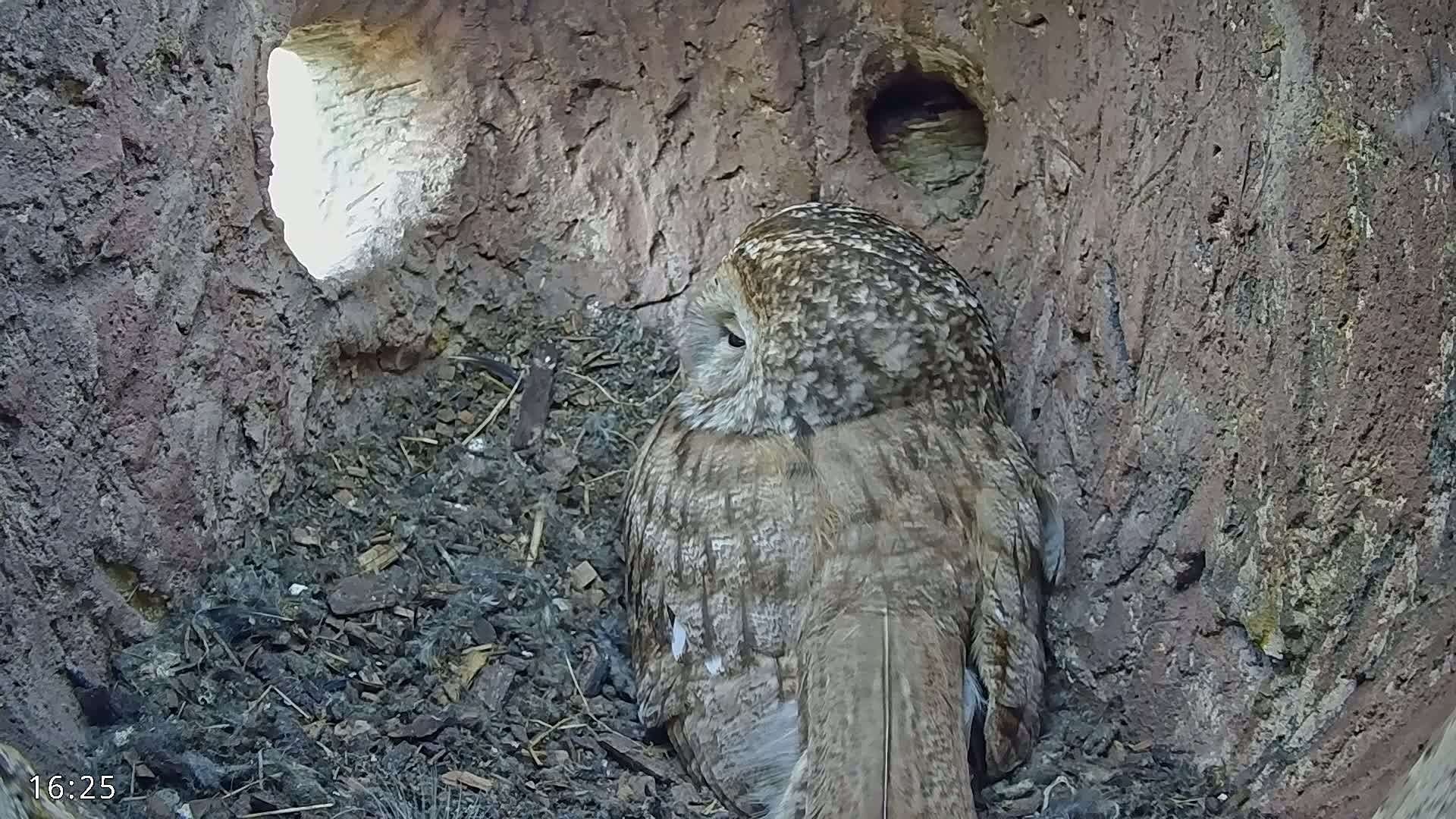 A tawny owl sits inside a tree hollow.