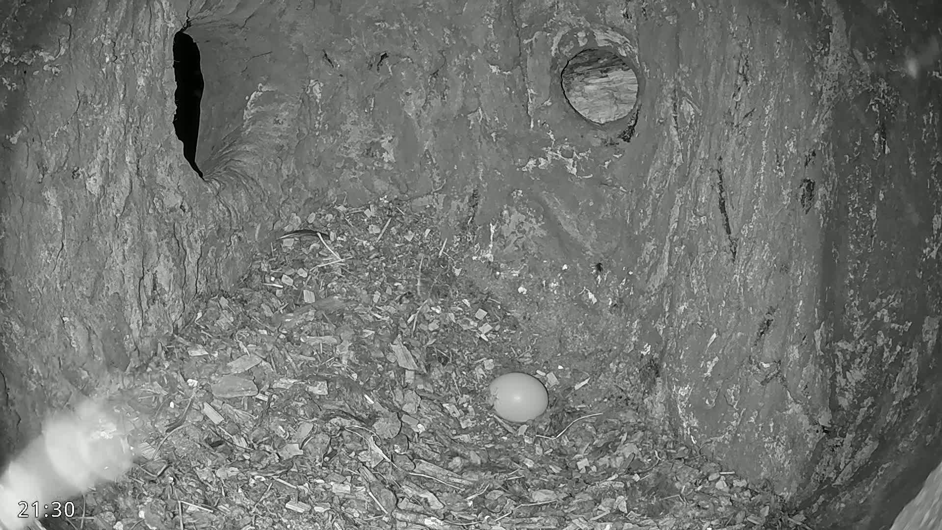 A single egg rests in a nest made of wood chips and debris inside a dark, rough-hewn cavity in a tree trunk at night.
