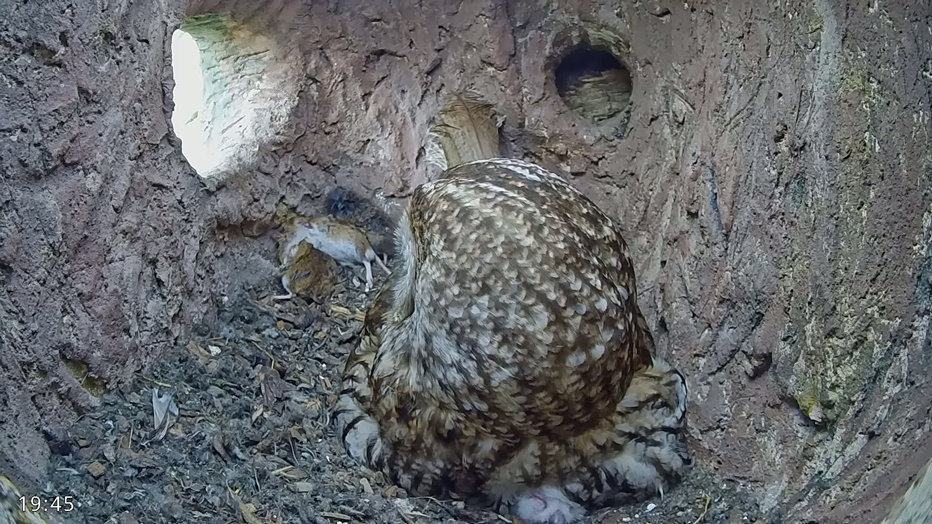 An owl sits on a nest of small rodents inside a tree hollow.