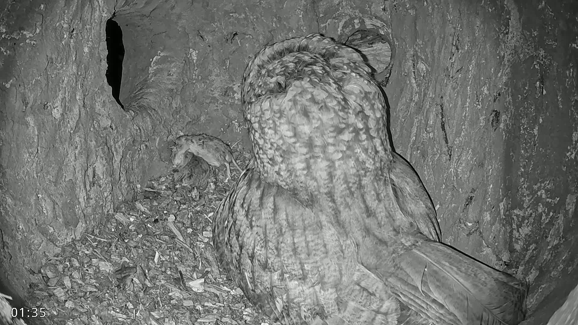 A great grey owl sits in a tree hollow with a small rodent nearby.