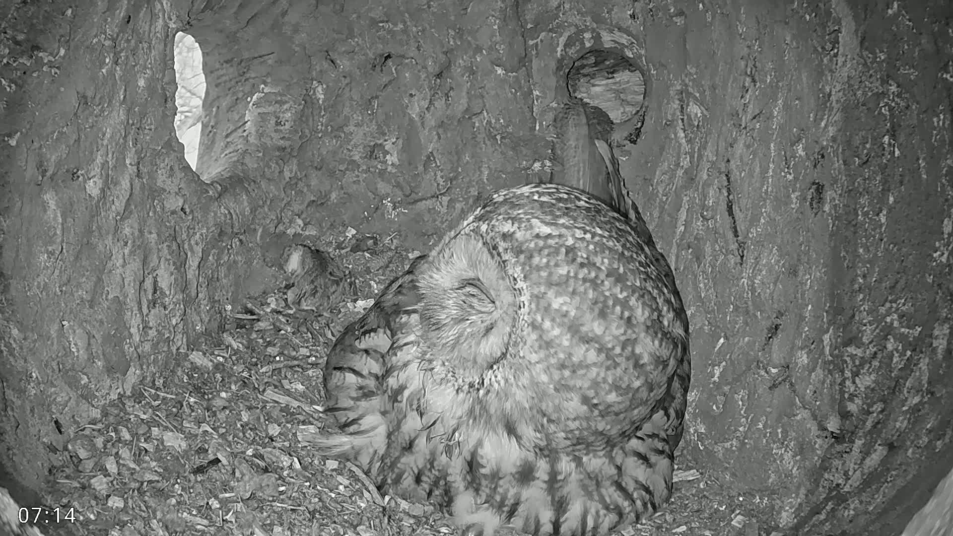 A large owl rests inside a tree hollow.