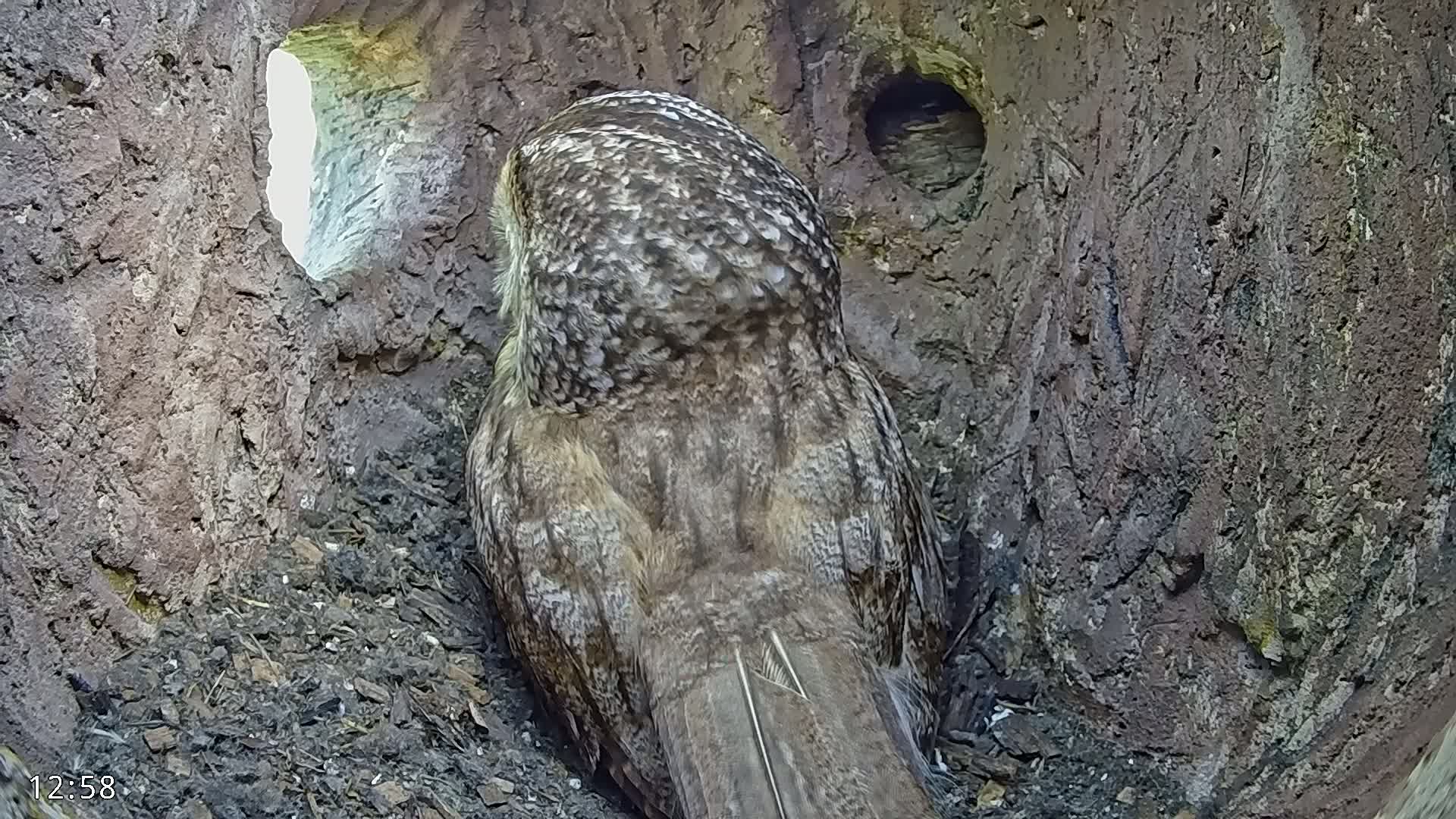A grey owl sits facing away inside a tree hollow.