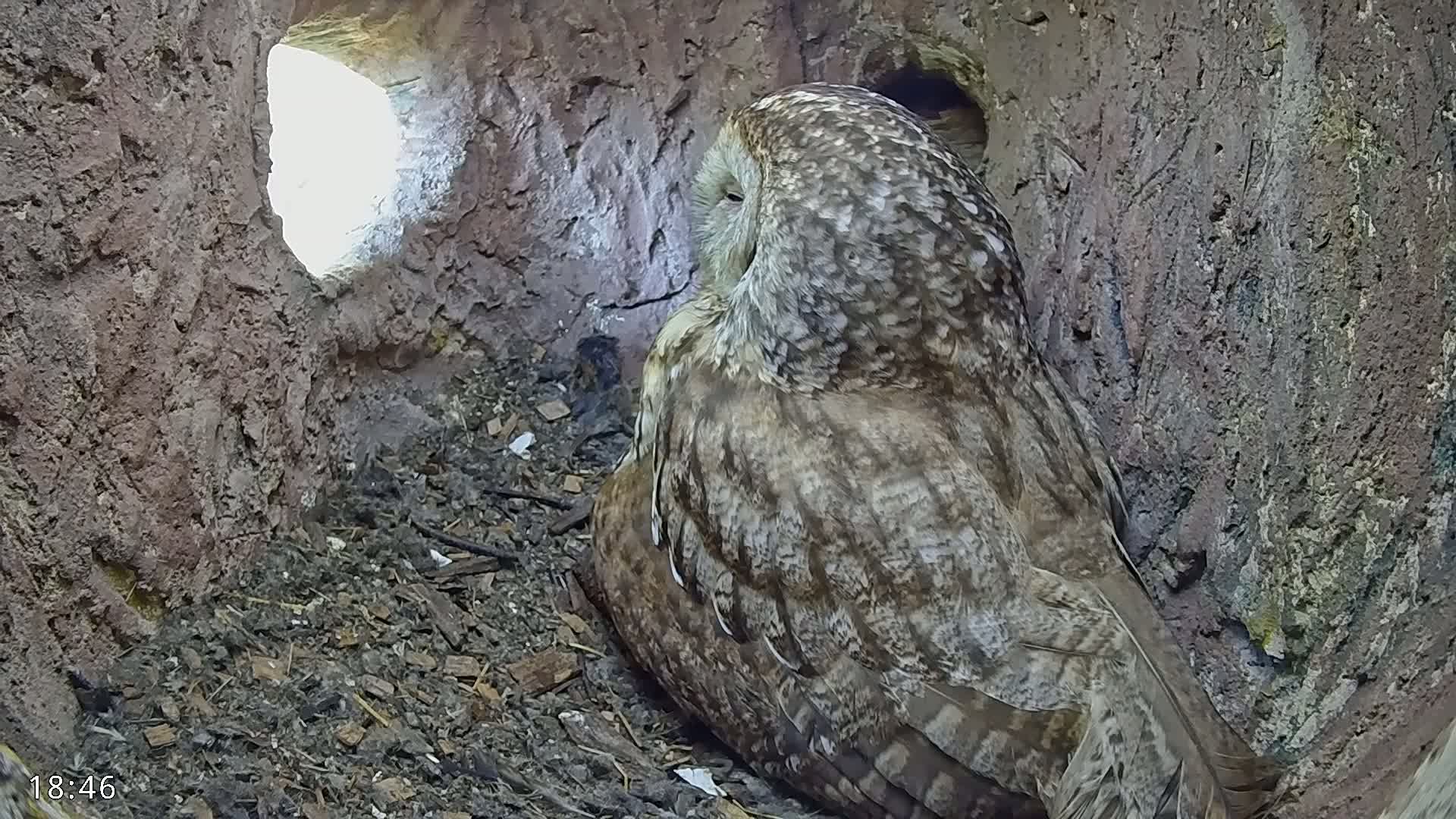 A large, brown and gray owl sits in a dark, earthy nest within a tree hollow, with bright light visible through an opening.