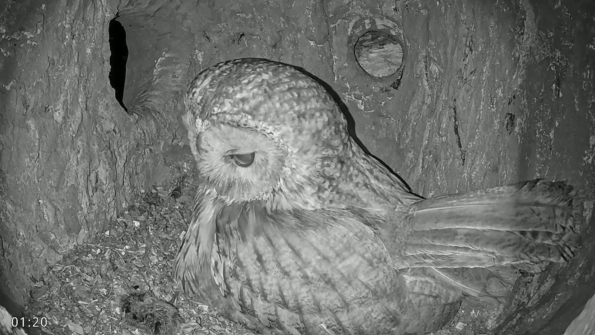 A gray owl sits nestled in a tree cavity at night.