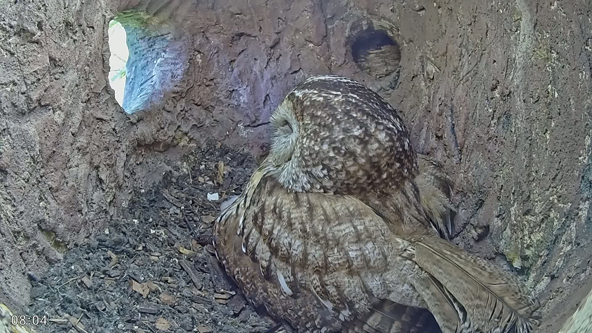 A brown and gray owl rests inside a dark, earthy tree hollow, with a bit of daylight visible through an opening.
