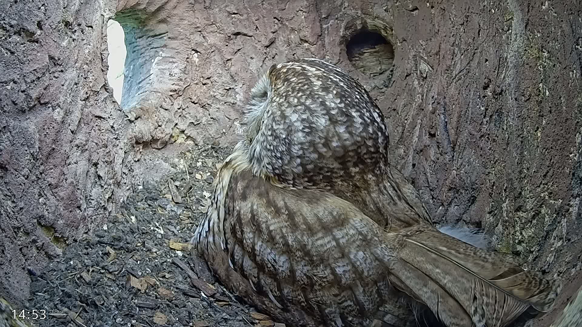 A gray and brown owl sits nestled in a tree cavity.