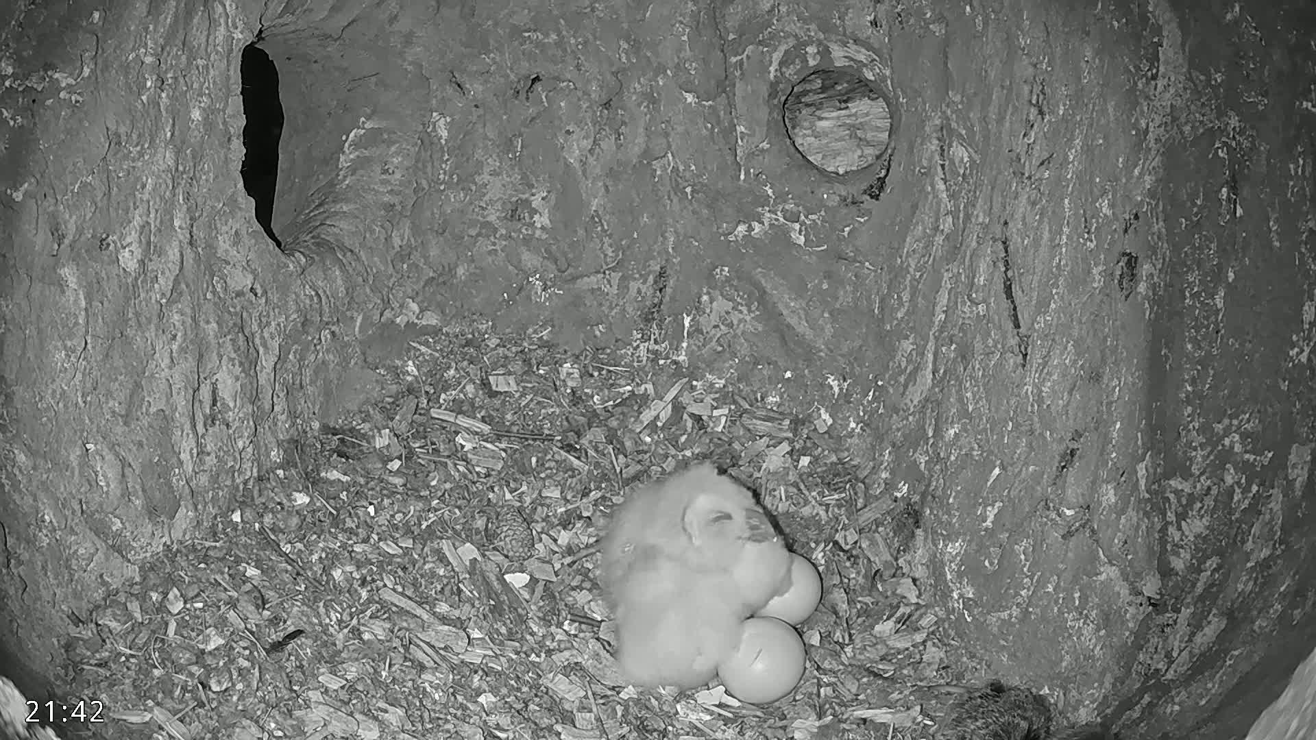 A fluffy owlet sits amongst wood chips in a tree cavity, nestled beside three eggs.