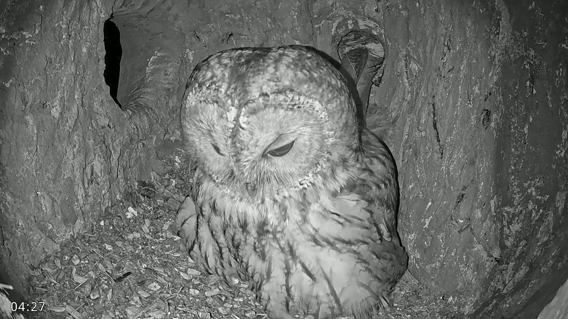A tawny owl with its eyes closed rests inside a tree hollow at night.