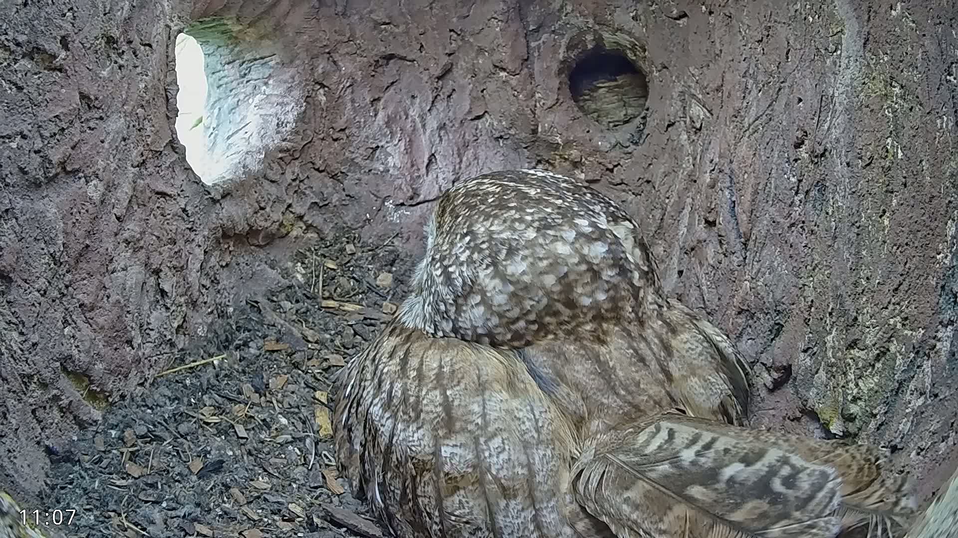 A grey owl sits nestled in a dark, earthy tree hollow with a smaller hole visible behind it.