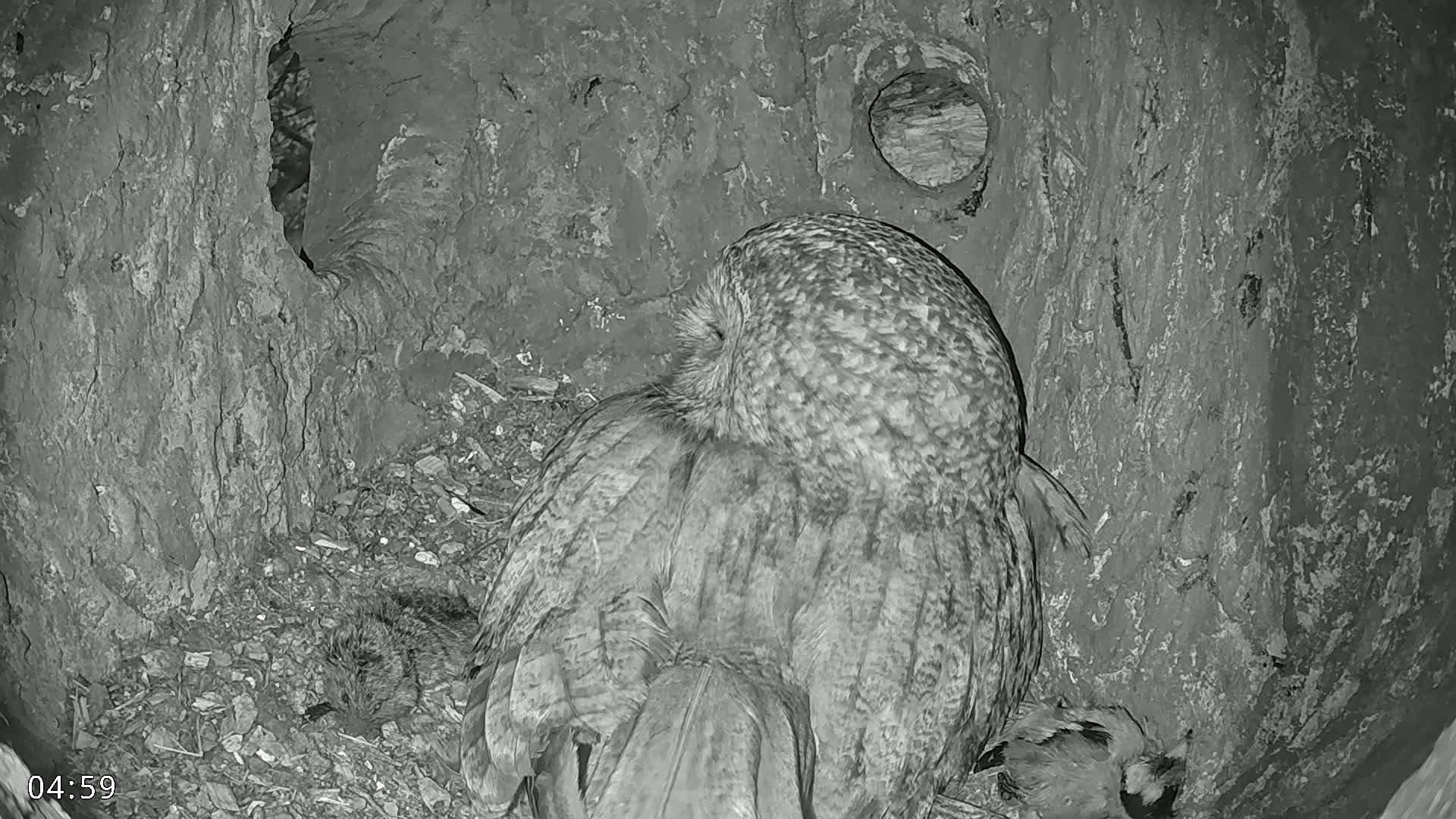 A large owl sits nestled in a tree hollow at night.