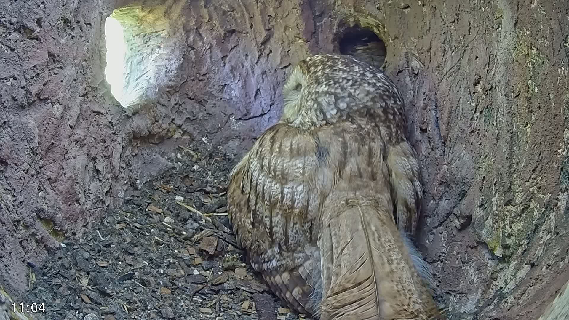 A tawny owl sits inside a tree hollow, sunlight visible through an opening.
