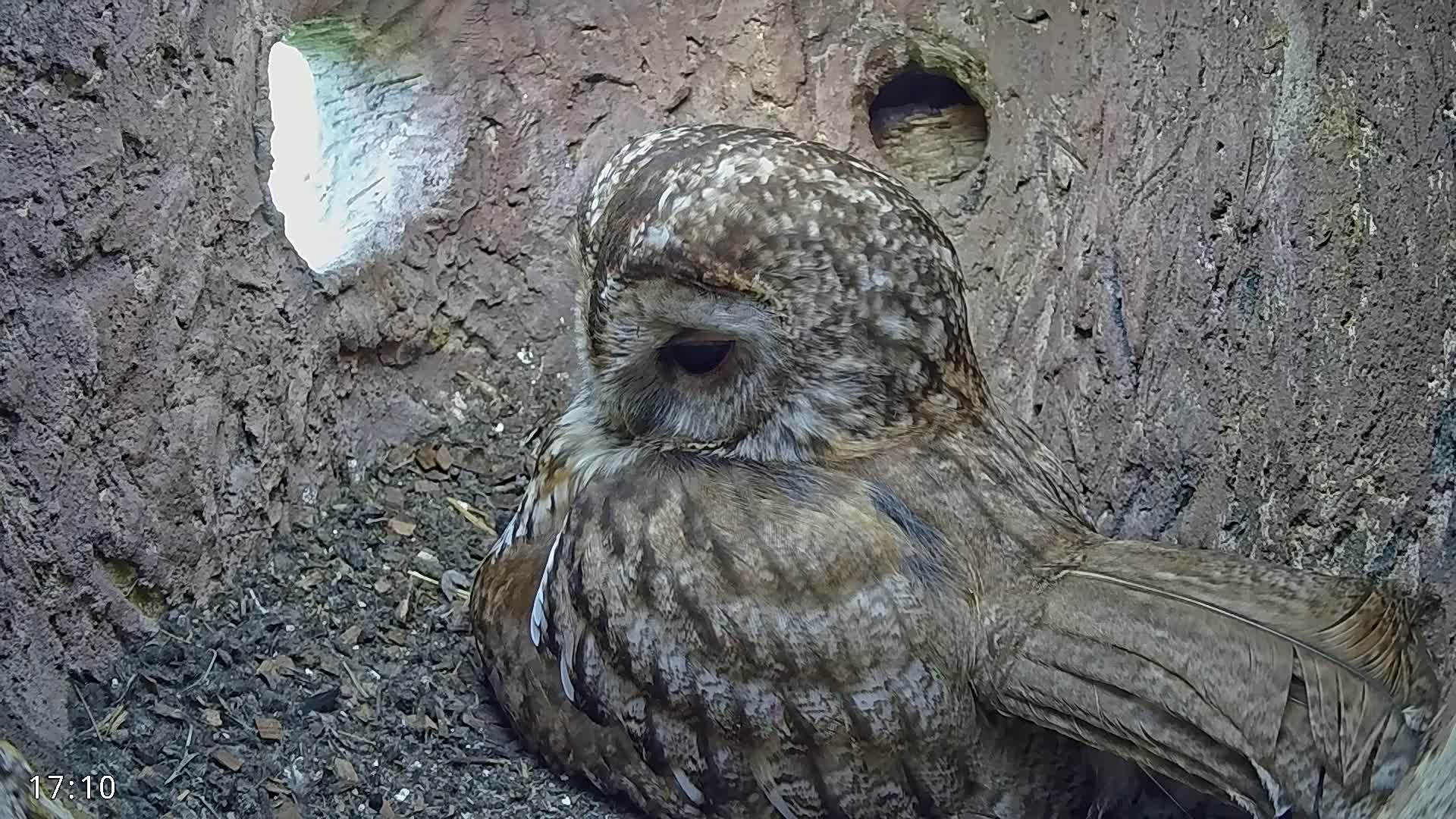 A tawny owl sits nestled in a tree hollow.