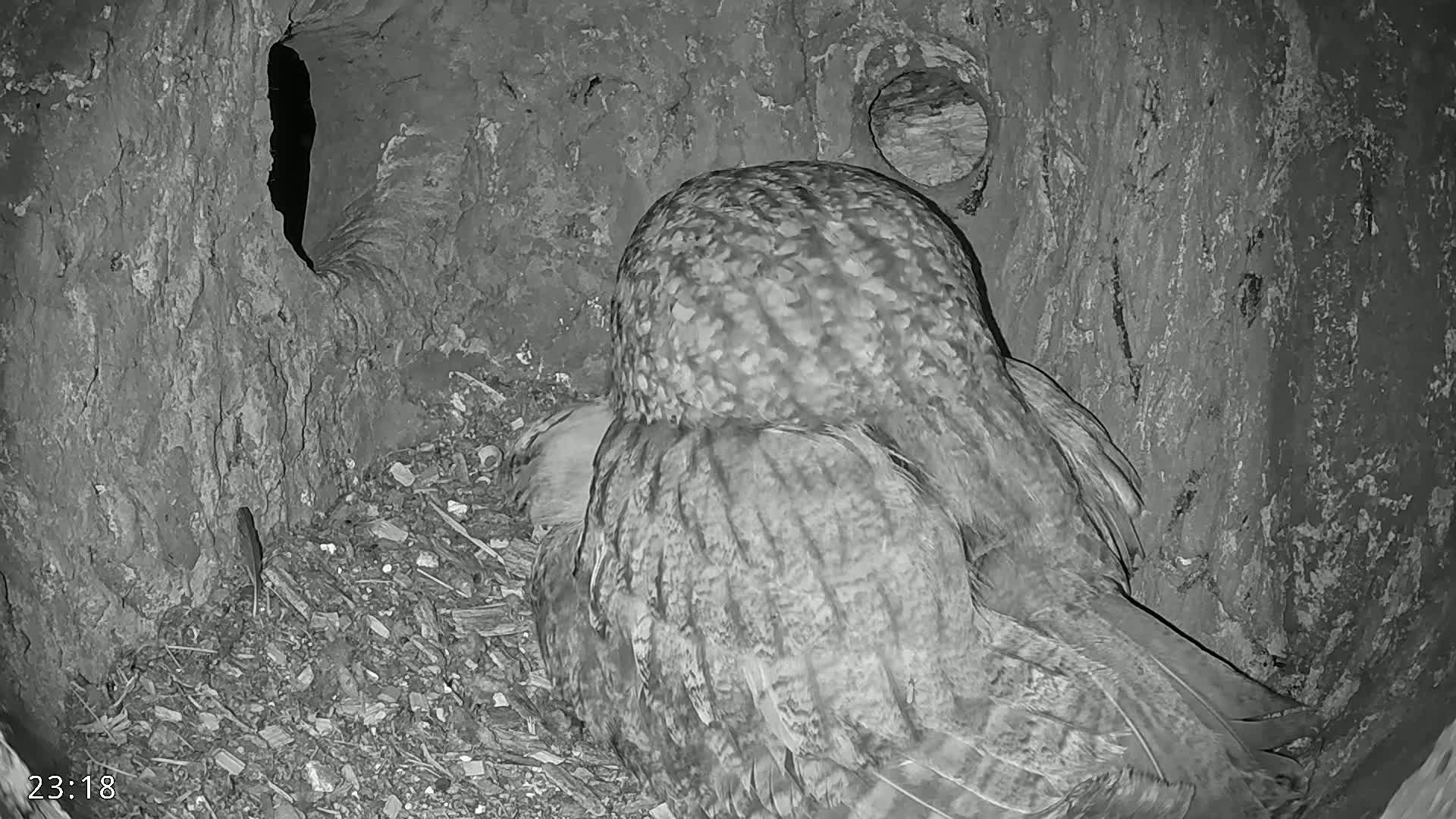 An owl sits in a tree hollow at night.