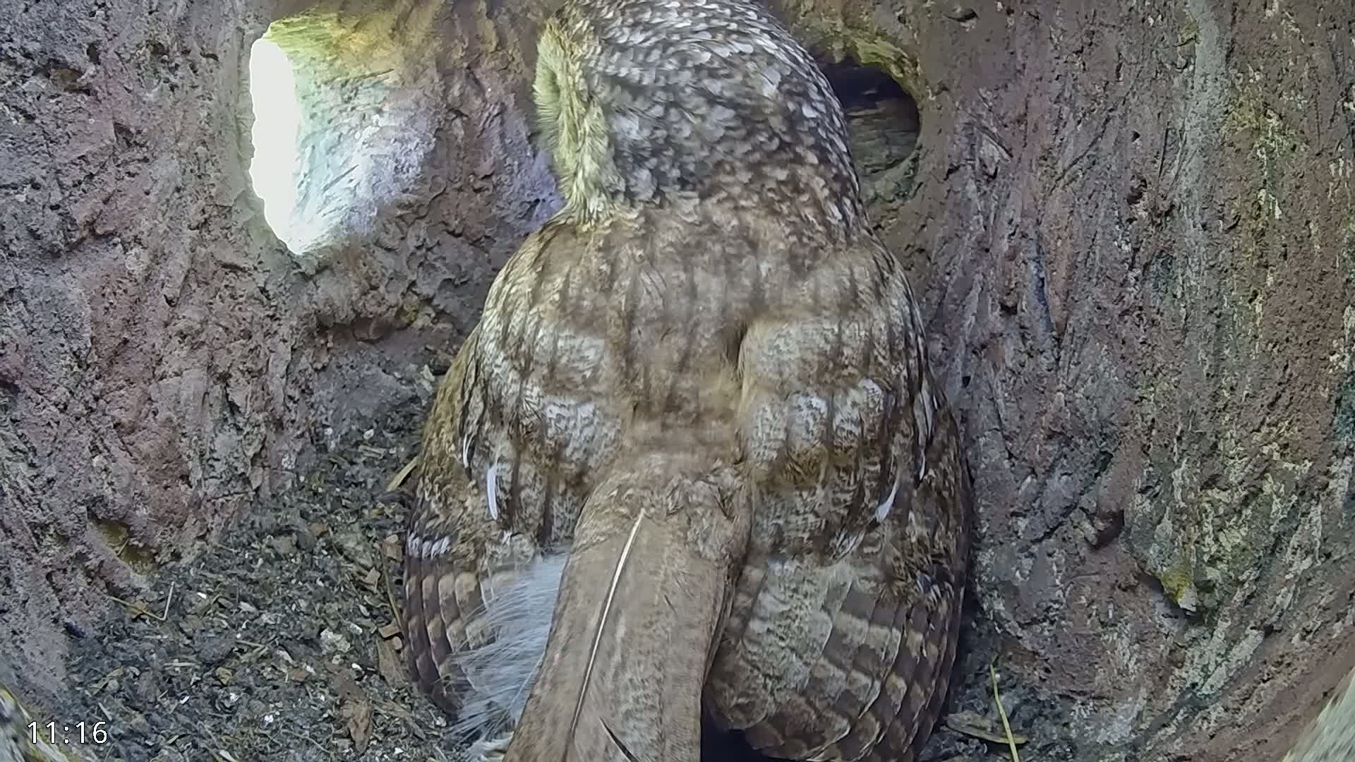 The rear of a brown owl is nestled inside a tree hollow, with daylight visible through an opening.