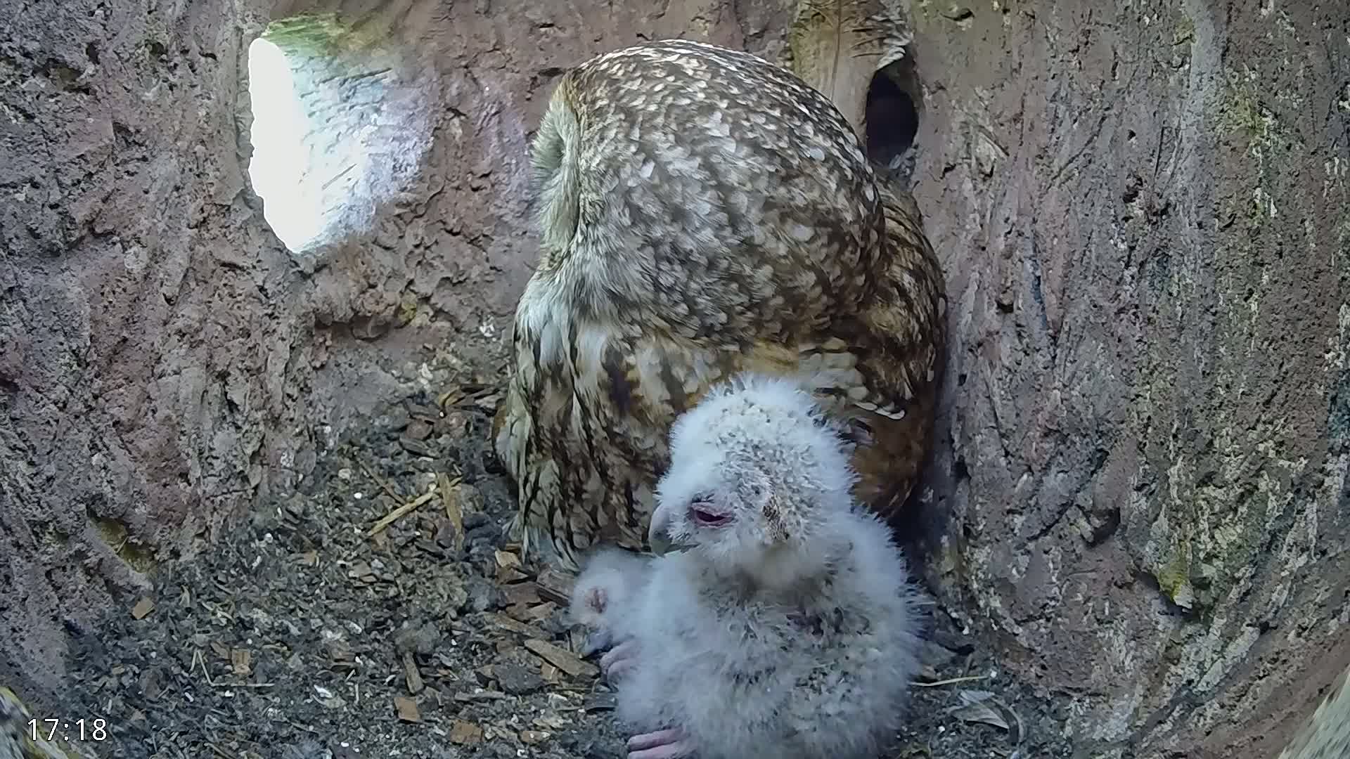 A fluffy, white owlet sits nestled next to a larger, brown and grey owl inside a dark tree hollow.