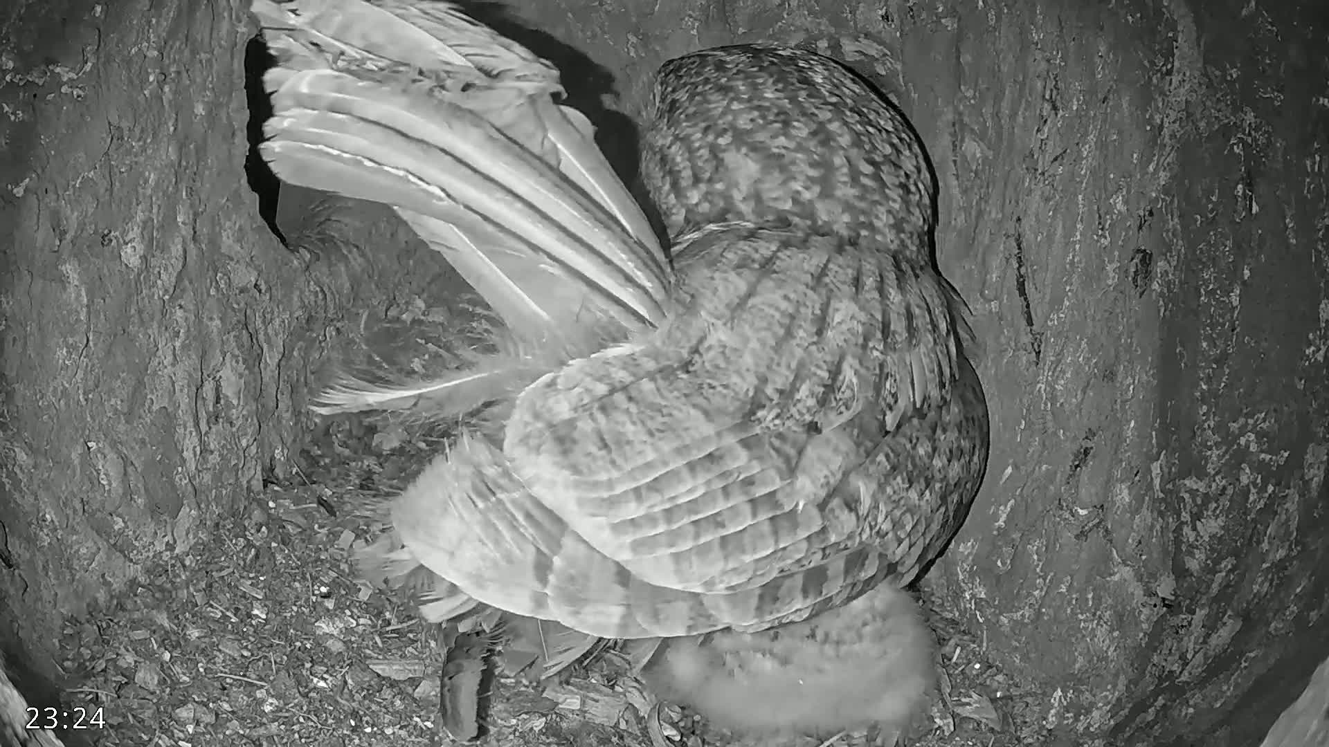 An owl sits in a tree cavity at night, its wings partially spread, brooding over a small owlet.