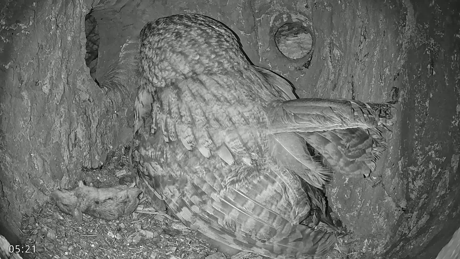 A great grey owl sits in a tree hollow at night, its wings folded against its body.