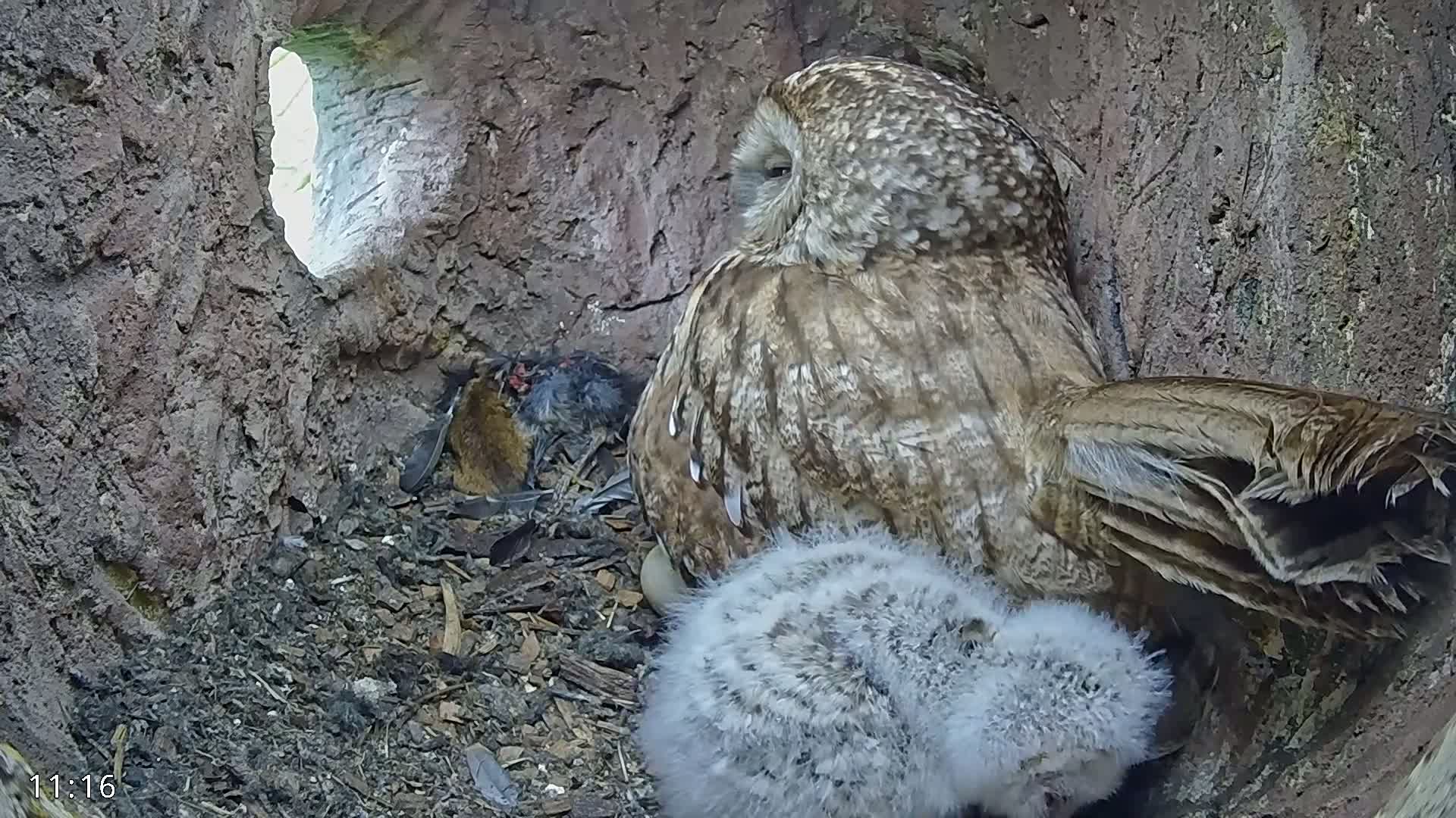 A great grey owl sits on a nest in a tree hollow with its owlets.
