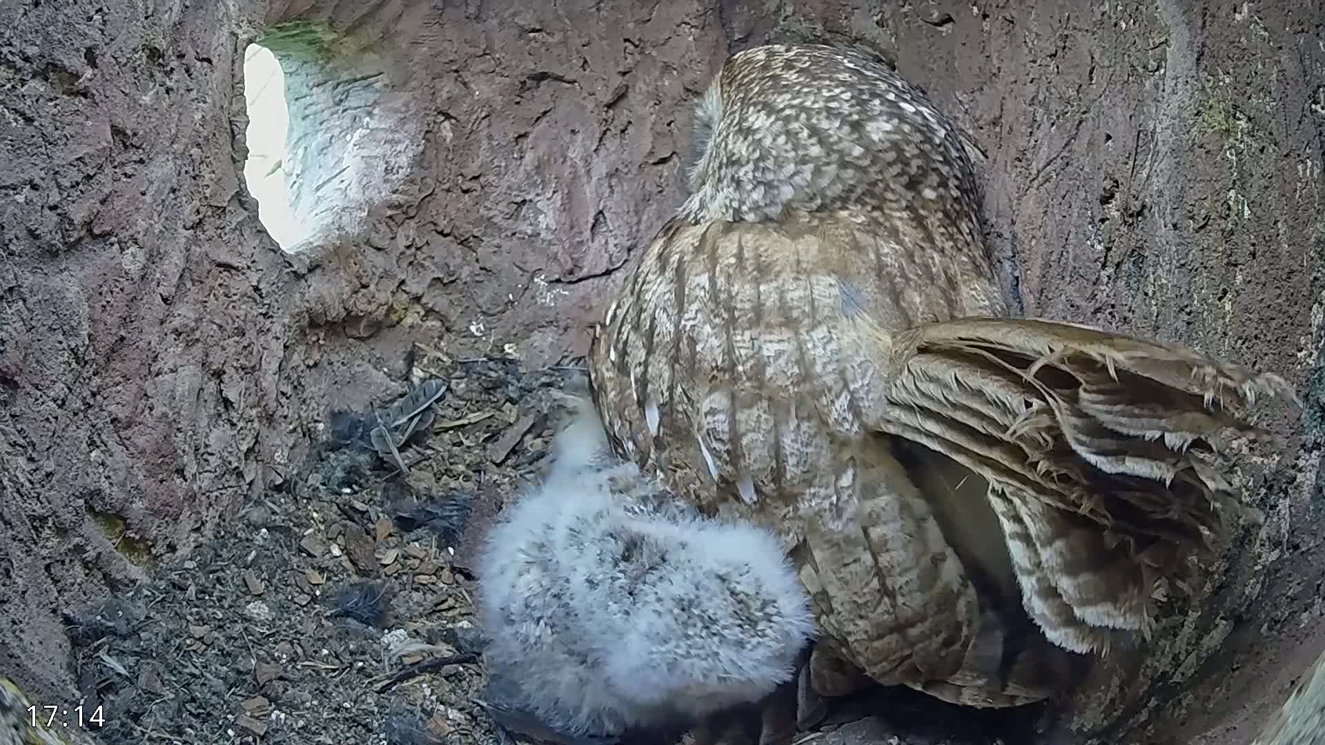 A large owl sits on a fluffy owlet inside a dark, earthy tree cavity.
