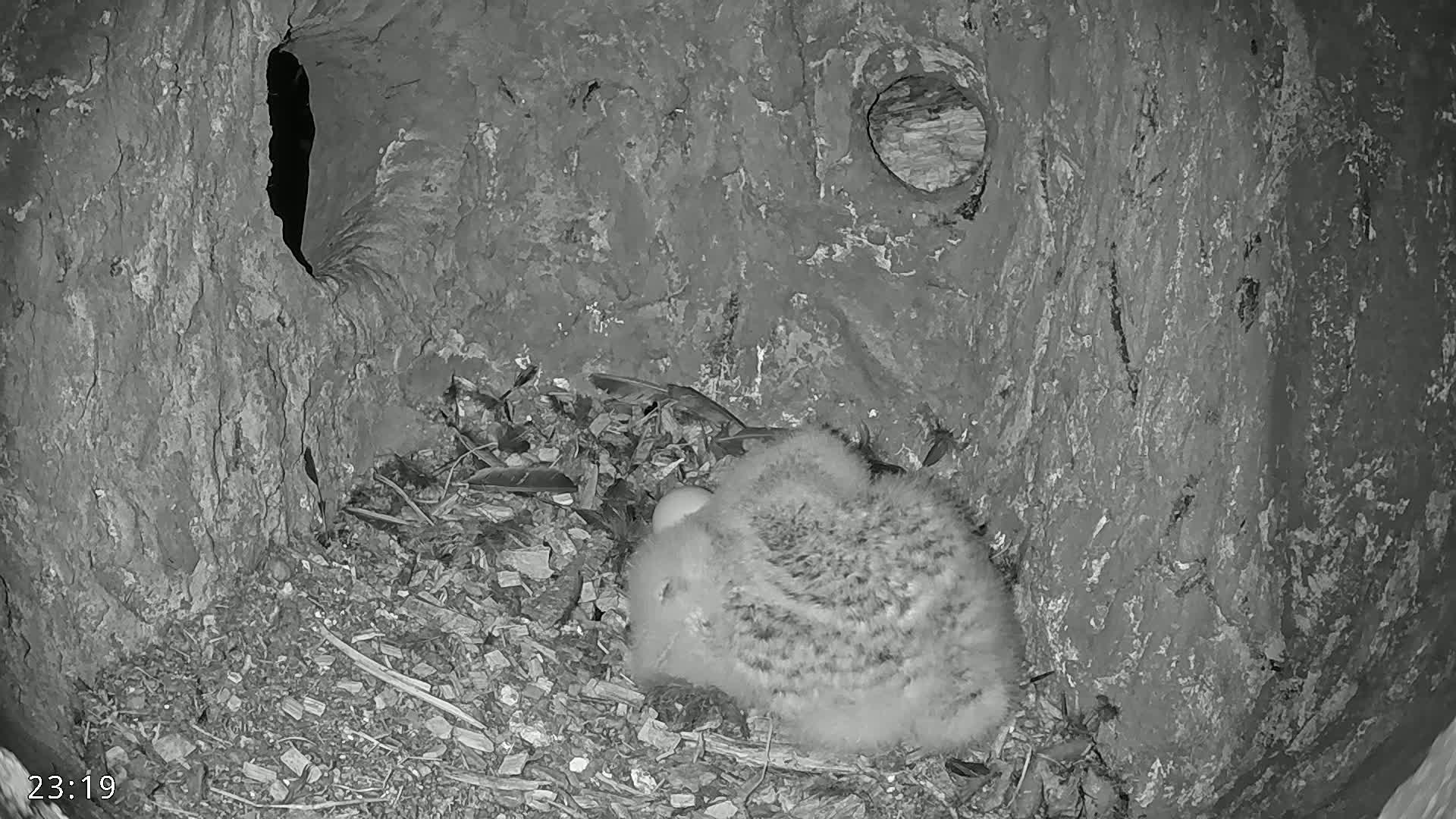 A fluffy bird chick rests on a bed of debris inside a dark, tree hollow.