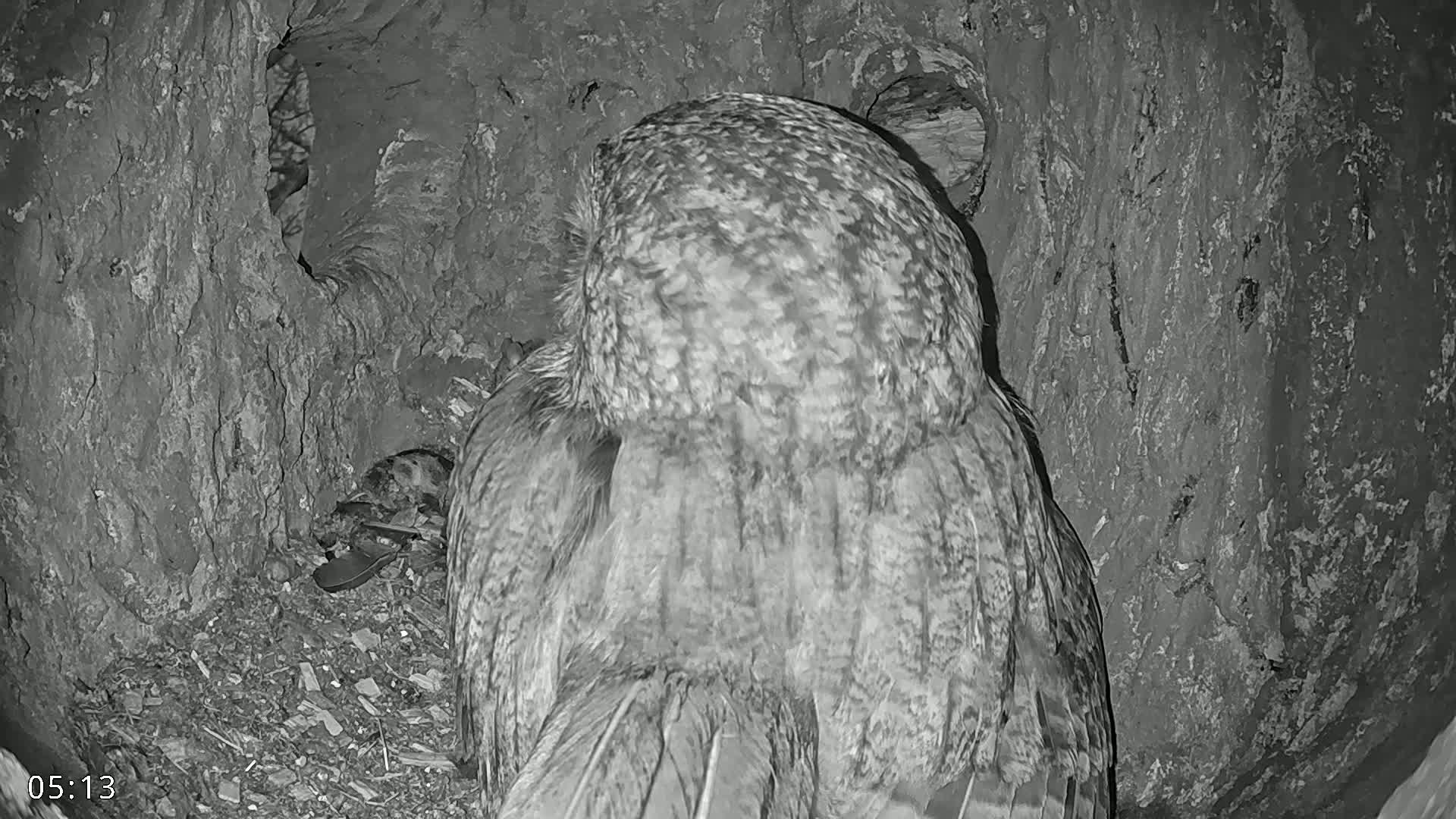 A great grey owl sits in a tree hollow at night.