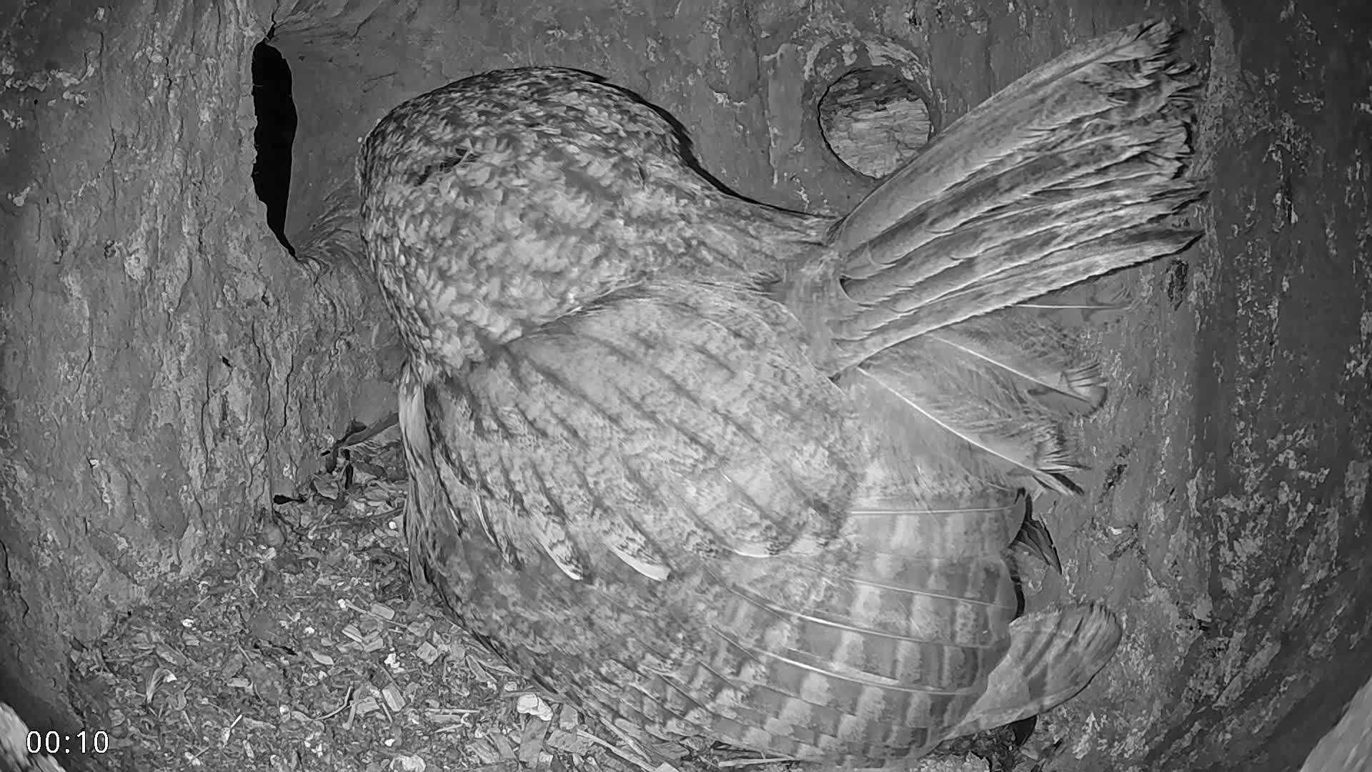 A great horned owl sits in a tree cavity at night, its wings partially spread.