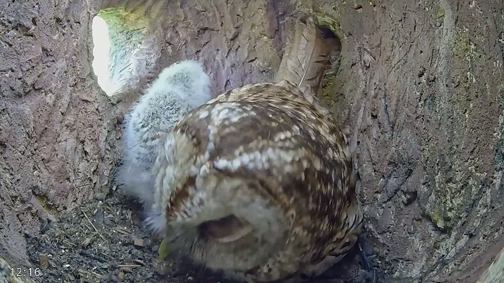 A tawny owl and a fluffy owlet huddle together inside a tree hollow.