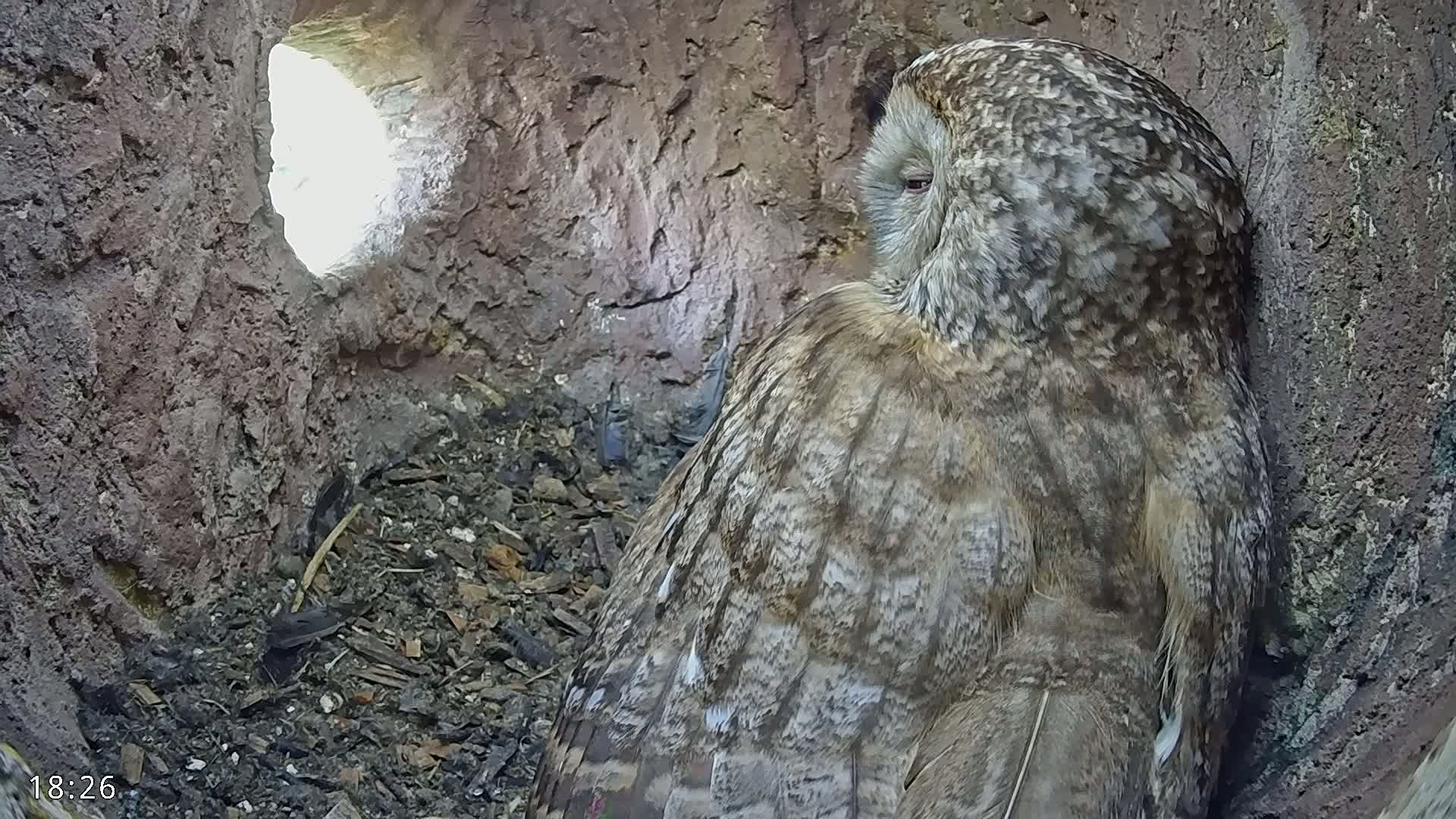 A gray owl rests inside a dark, earthy cavity with a bright light visible through an opening.