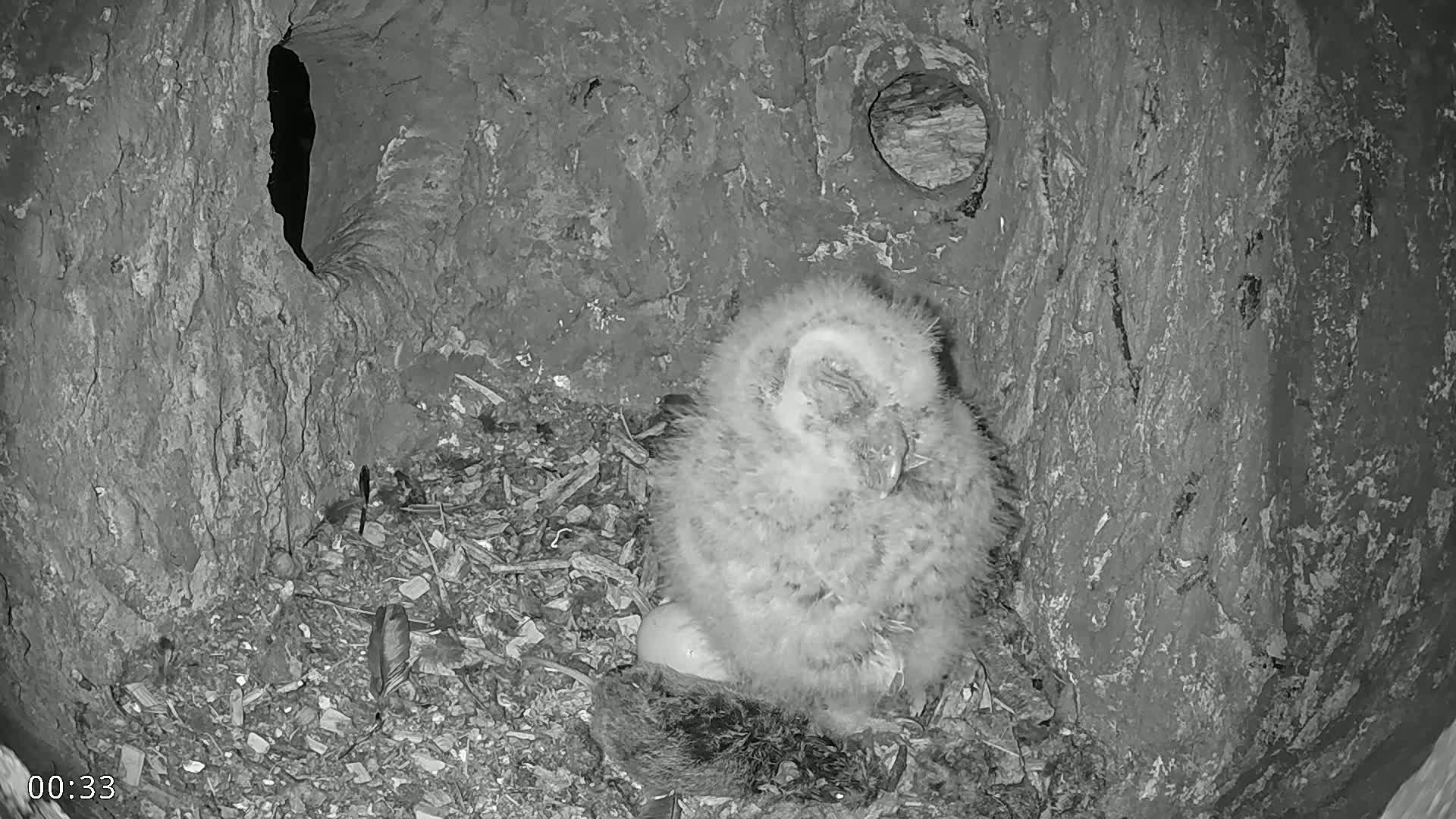 A fluffy owlet sits nestled in a tree hollow, surrounded by debris.