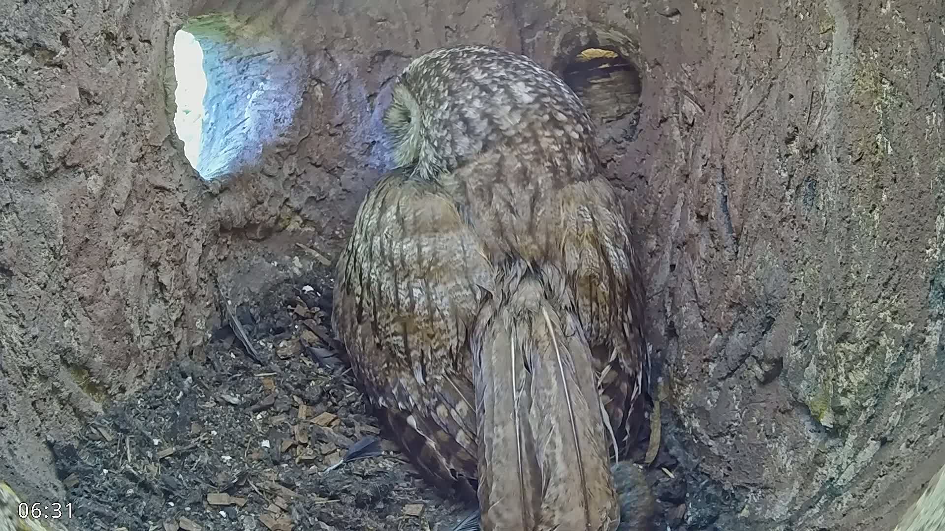 A brown owl sits nestled in a dark tree cavity, sunlight visible through an opening.