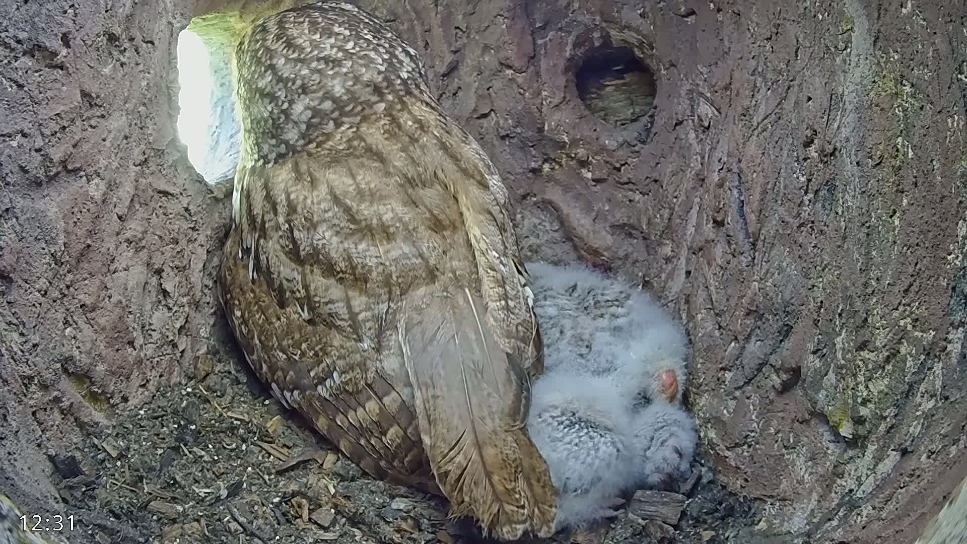 A tawny owl sits in a tree cavity with its owlets, sunlight illuminating the entrance.